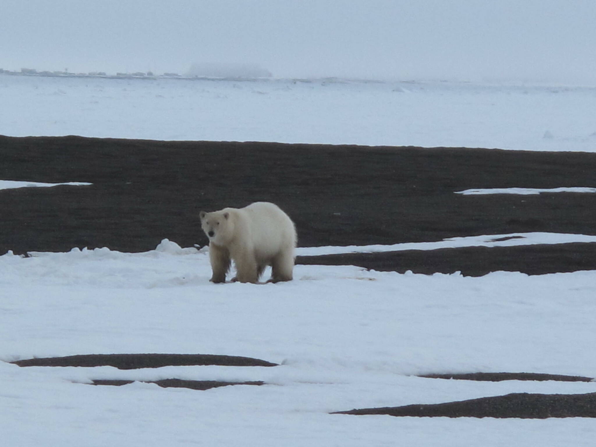 A polar bear stands near the meeting of land and sea ice north of Utqiaġvik in May 2010. (Courtesy Photo / Ned Rozell)