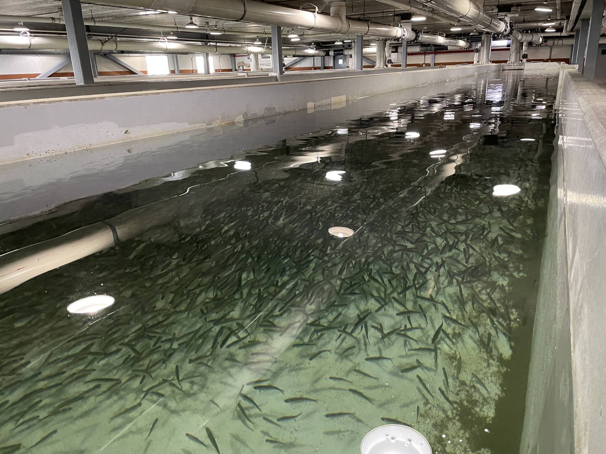 Michael S. Lockett / Juneau Empire 
Tens of thousands of juvenile salmon swirl about in a holding tank at Douglas Island Pink and Chum Inc. on April 22 as the hatchery prepares to reopen its doors to the public after more than two years of being closed.