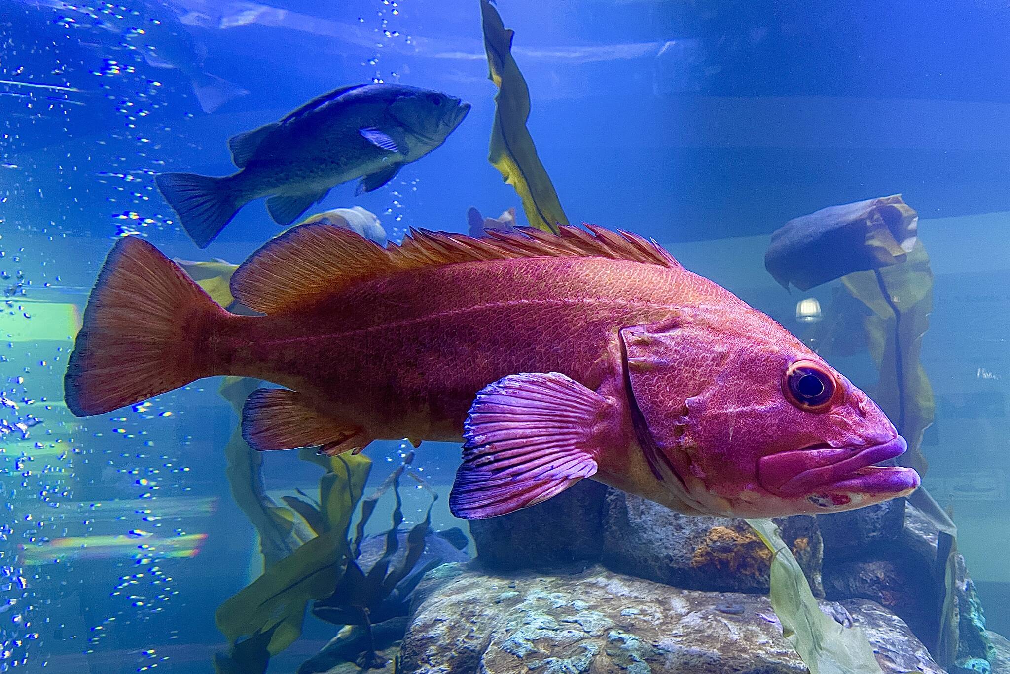 This photo shows a rockfish in the aquarium at Douglas Island Pink and Chum Inc. on April 22, 2022. The hatchery is reopening to the public beginning Monday. (Michael S. Lockett / Juneau Empire)