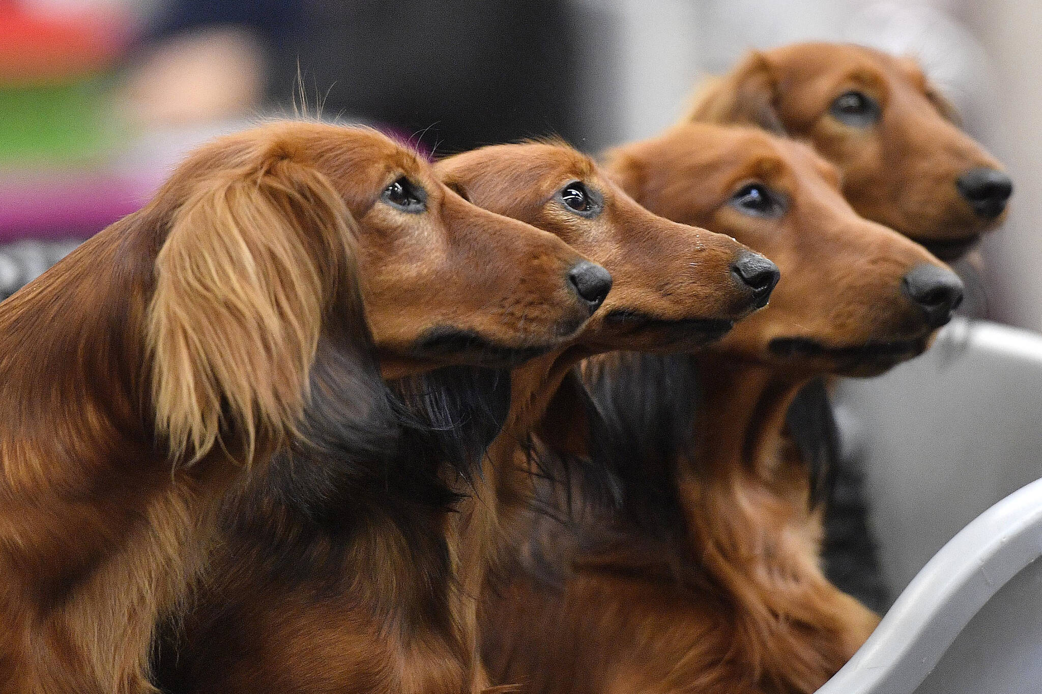 Dachshund dogs wait in a box before competition at a dog show in Dortmund, Germany, on Friday, Oct. 13, 2017. Research released on Thursday, April 28, 2022, confirms what dog lovers know _ every pup is truly an individual. A new study has found that many of the popular stereotypes about the behavior of specific breeds aren’t supported by science. (AP Photo / Martin Meissner)