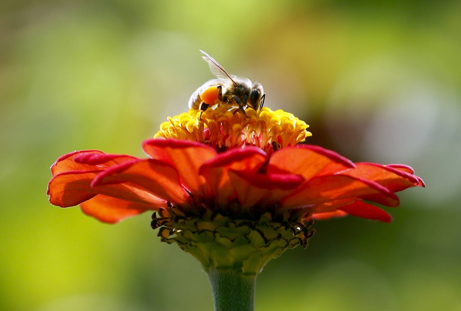 In this Sept. 1, 2015, photo, a honeybee works atop gift zinnia in Accord, N.Y. A shipment of honeybees bound from California to Alaska died after an airline re-routed them through Atlanta, then left them to sit on the tarmac during hot weather. Delta Air Lines said Friday, April 29, 2022, it is making changes to prevent a repeat of what happened last weekend. (AP Photo / Mike Groll)