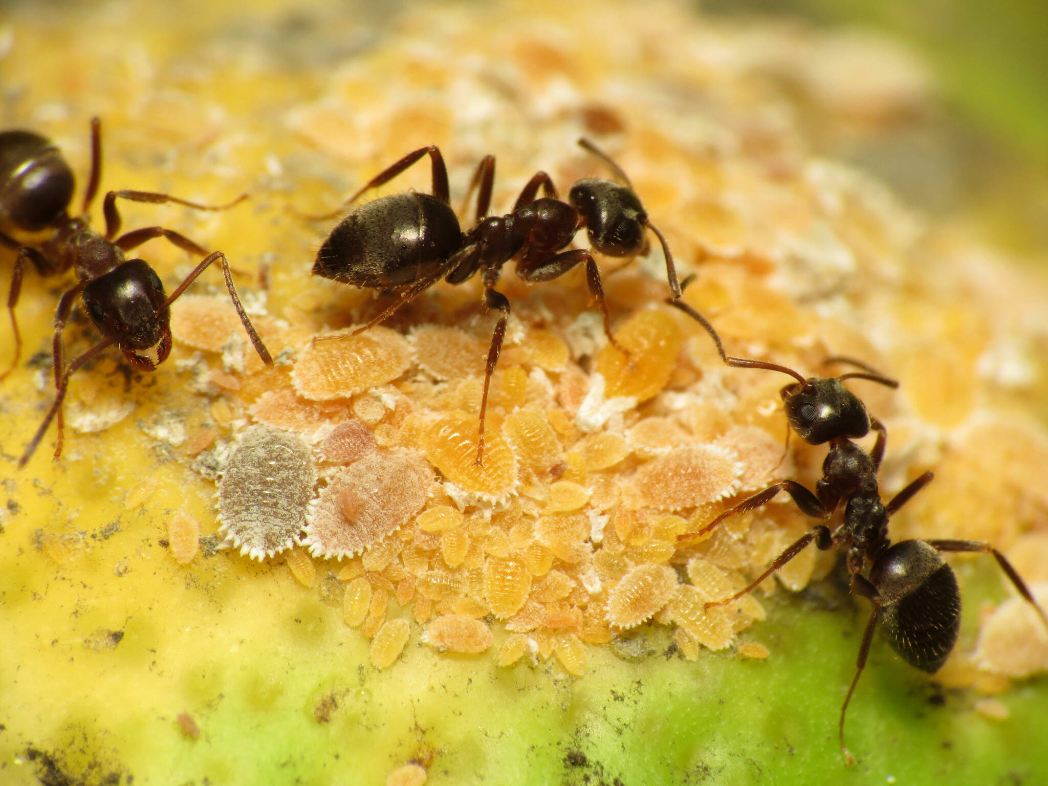 This photo shows black garden ants tending citrus mealybug. When injured, colonial animals such as ants and bees, may emit a type of alarm signal that also calls in reinforcements, to help repel possible danger.(Courtesy Photo / Katja Schulz from Washington, D. C)