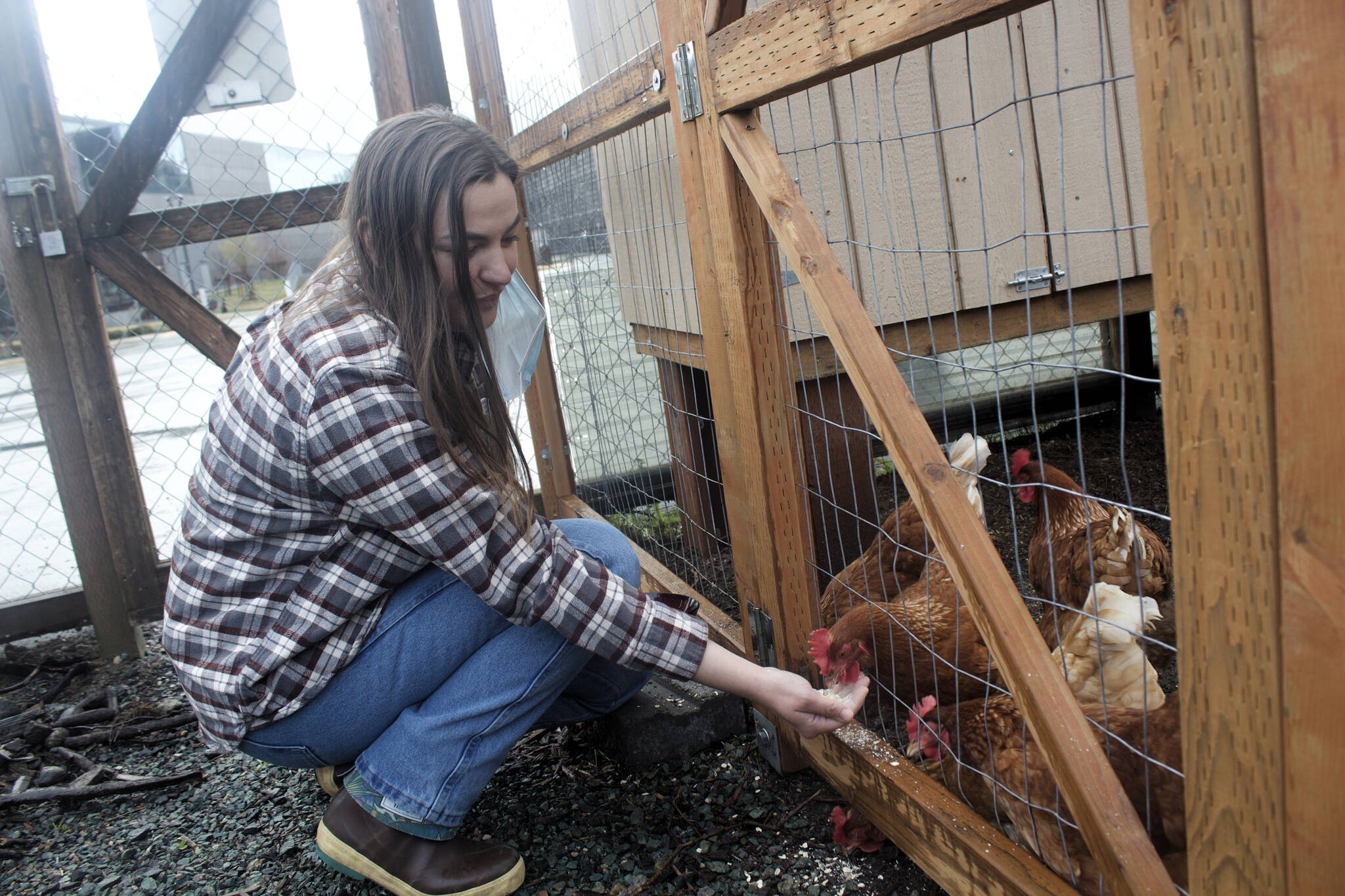 Anne Bonino-Britsch, a volunteer, feeds chickens at the Zach Gordon Youth Center. The first case of bird flu tied to a recent outbreak that’s killed millions of turkeys and chickens was confirmed in Alaska last week, but local poultry owners said while they’re being cautious, they aren’t overly concerned. (Mark Sabbatini / Juneau Empire)