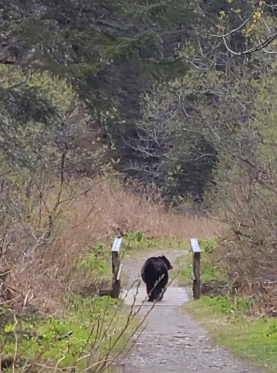 A bear crosses a bridge along Perseverance Trail on May 15. (Courtesy Photo / Randy Burton)