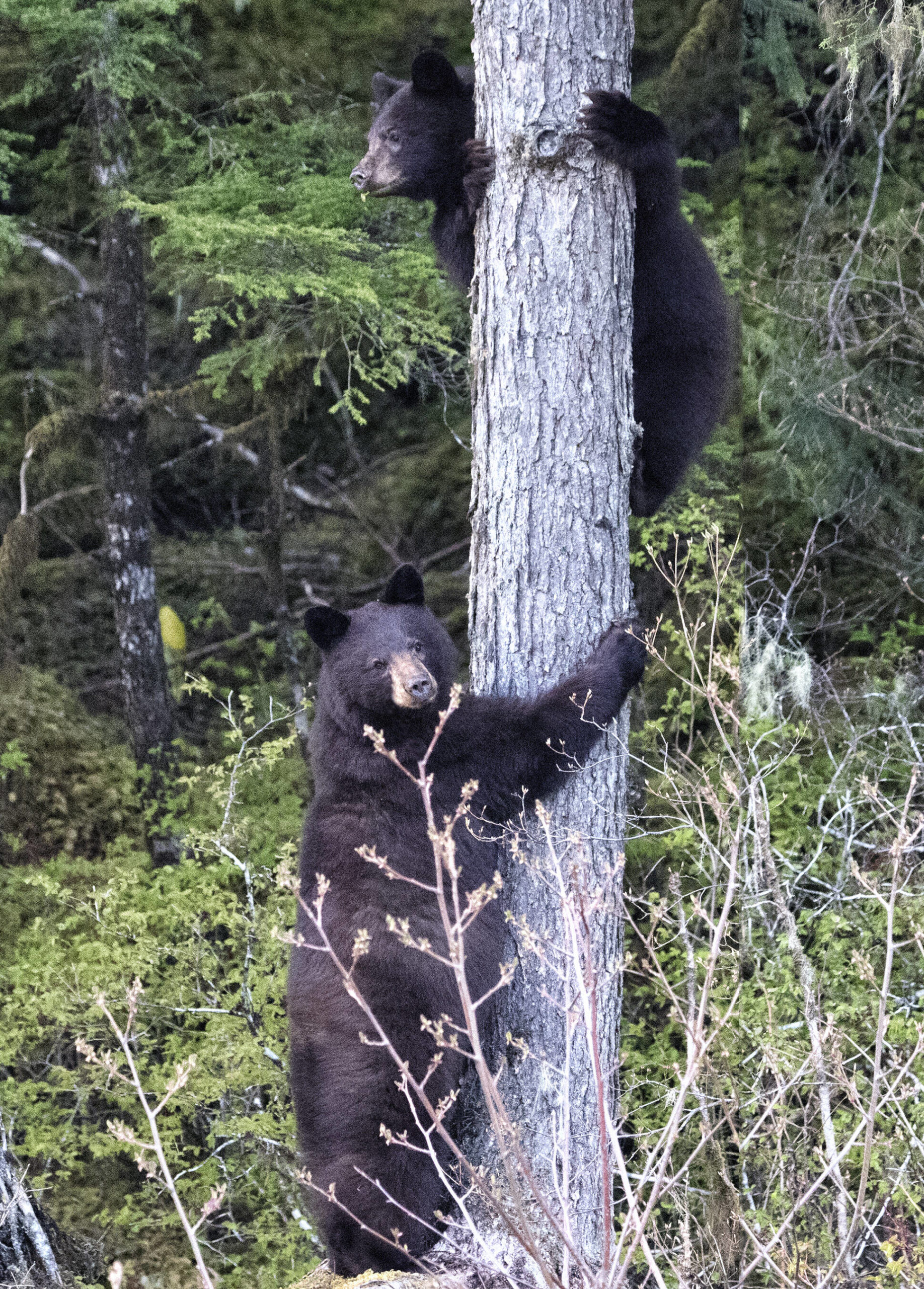 Black bear mother and cub seek refuge up a tree, Out the Road. (Courtesy Photo / Kenneth Gill, gillfoto)
Black bear mother and cub seek refuge up a tree, Out the Road. (Courtesy Photo / Kenneth Gill, gillfoto)