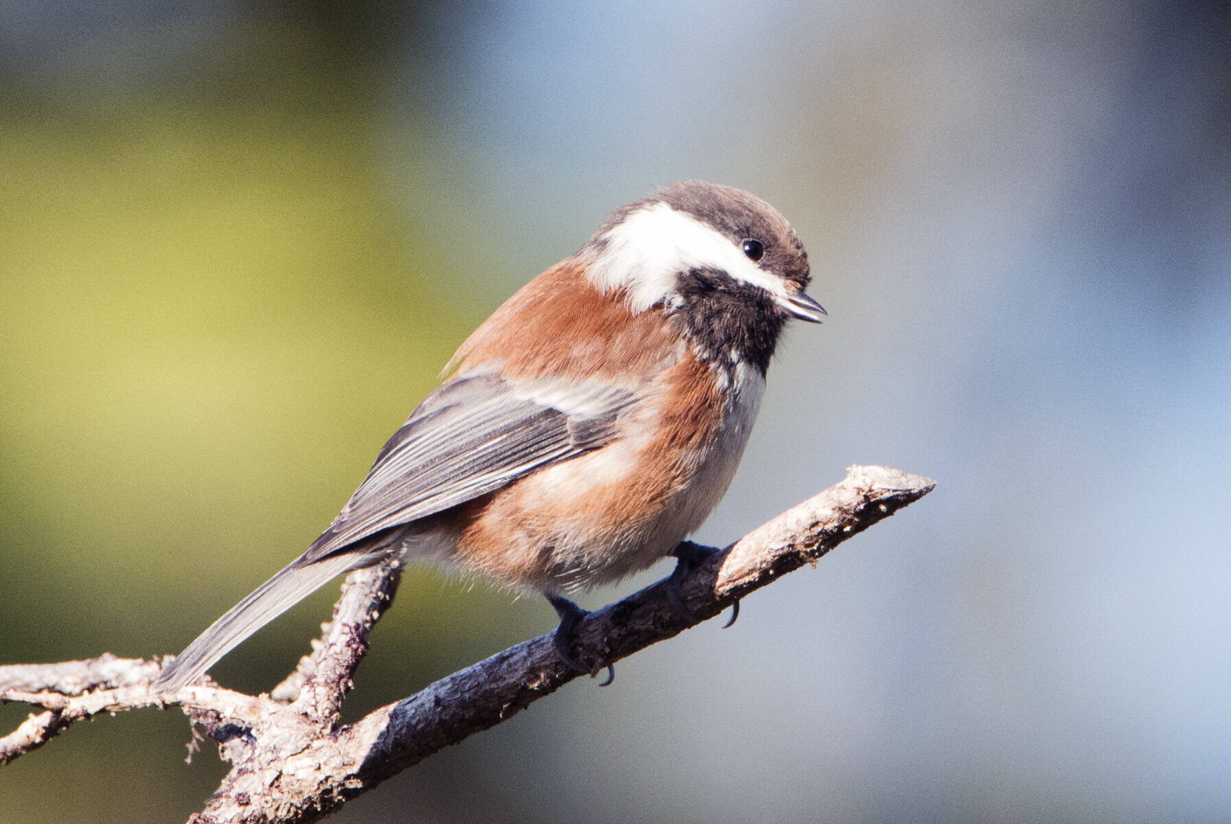 A chestnut-backed Chickadee (Poecile rufescens) perches out at 16 mile. (Courtesy Photo / Kenneth Gill, gillfoto)