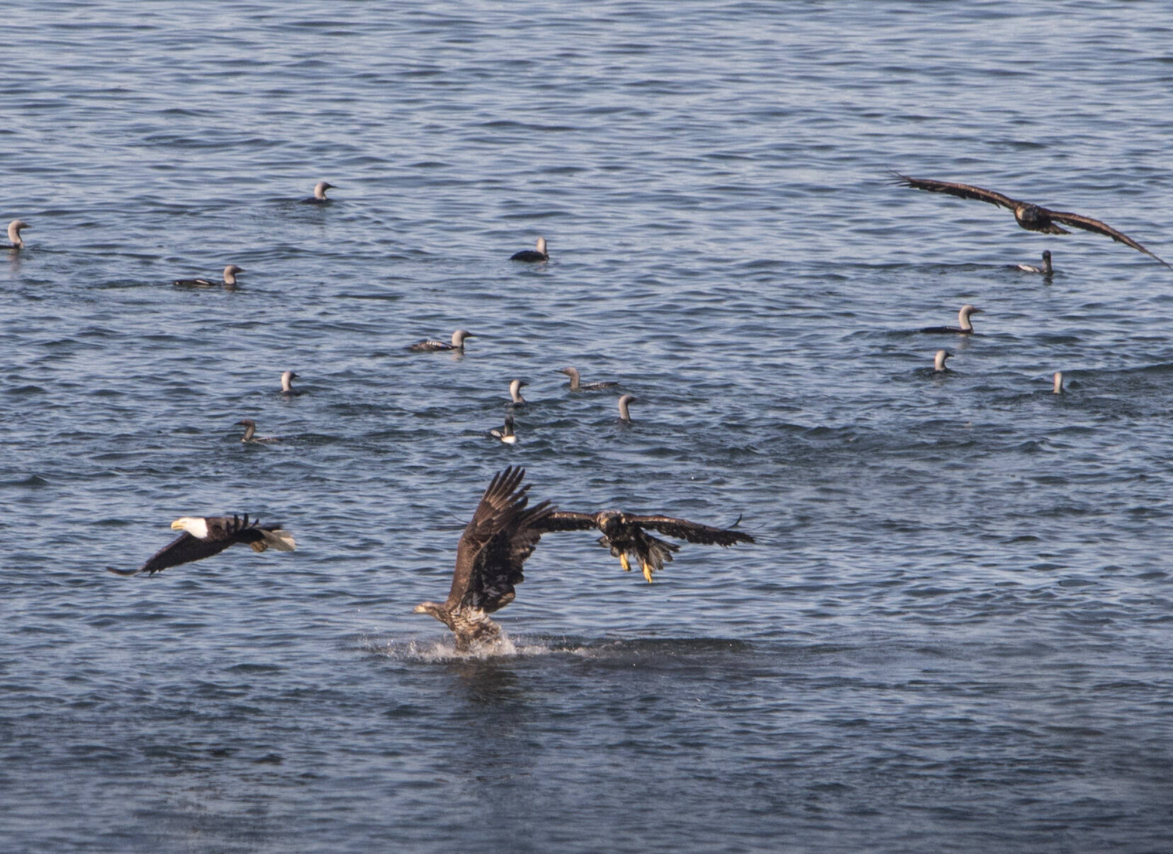 American bald eagles pick up leftover scraps from migrating Pacific loon feeding frenzy in Favorite Channel. (Courtesy Photo / Kenneth Gill, gillfoto)