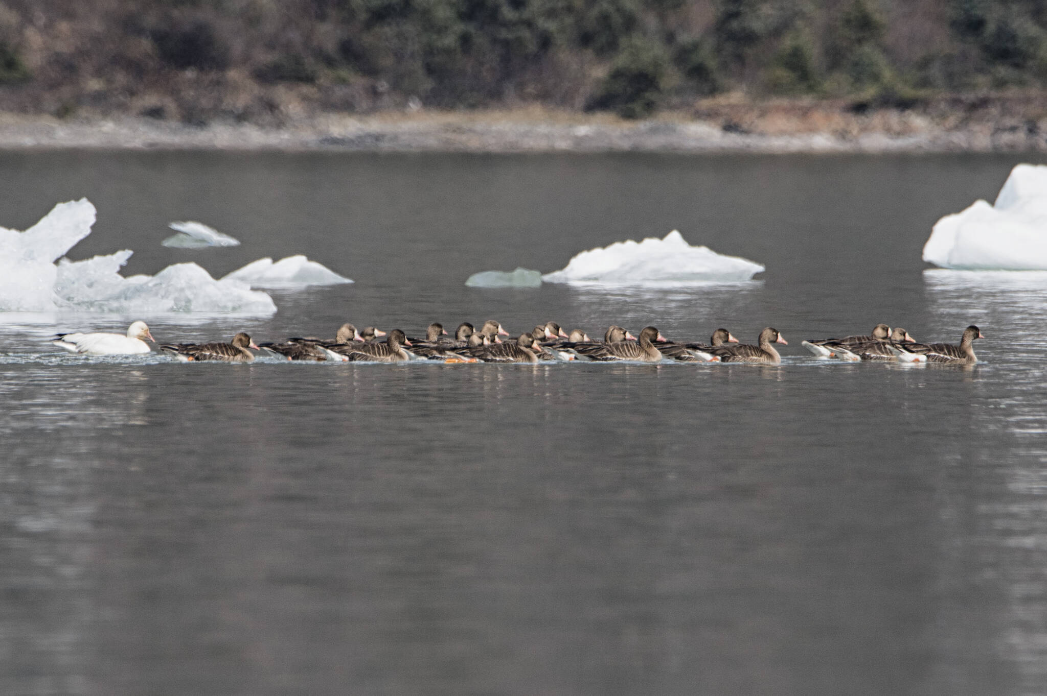 Over 20 greater white-fronted geese and one adult snow goose, on Mendenhall Lake with icebergs. (Courtesy Photo /Kenneth Gill, gillfoto)