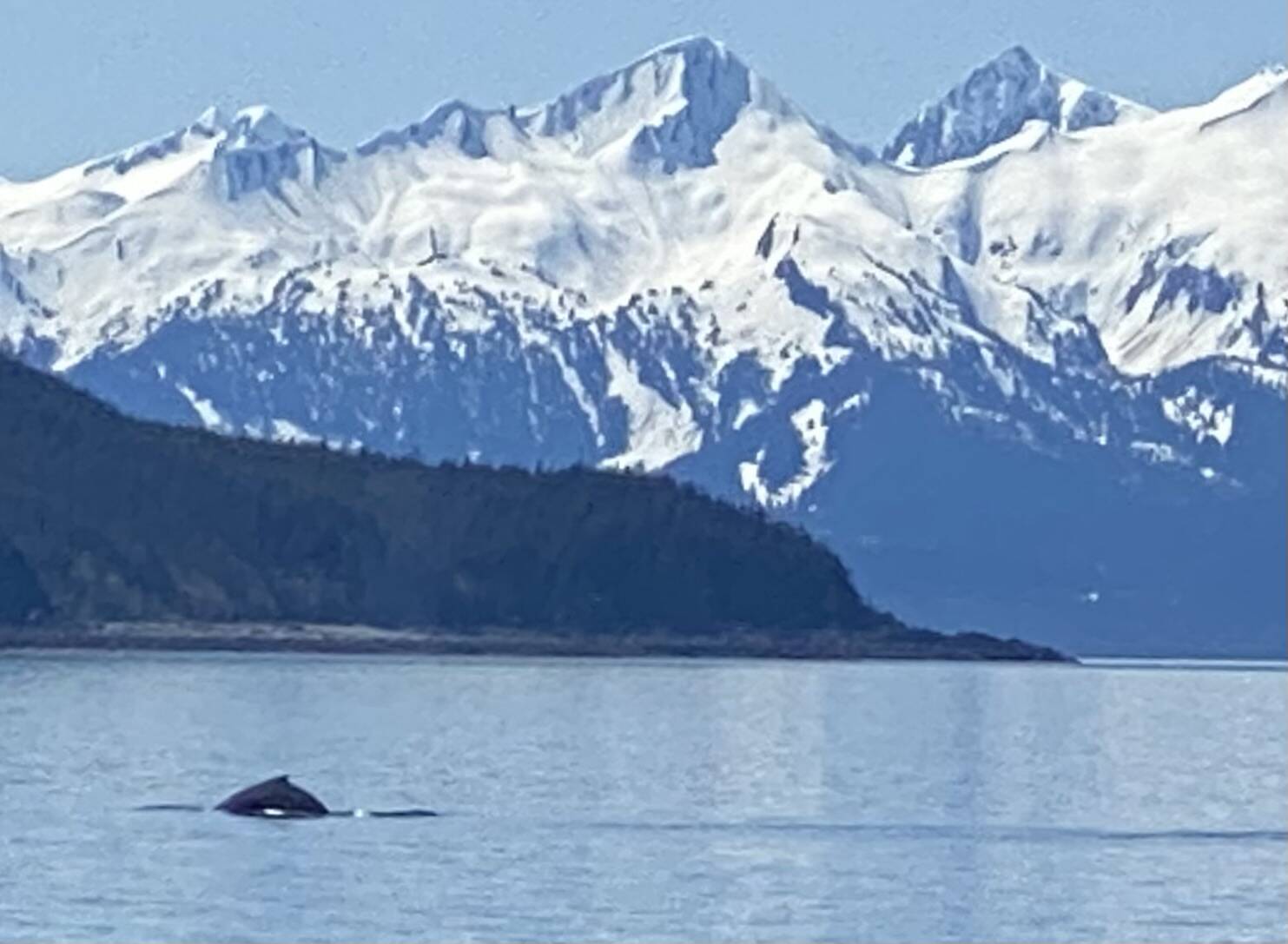 A humpback whale surfaces near the Chilkat mountains on May 21. (Courtesy Photo / Denise Carroll)