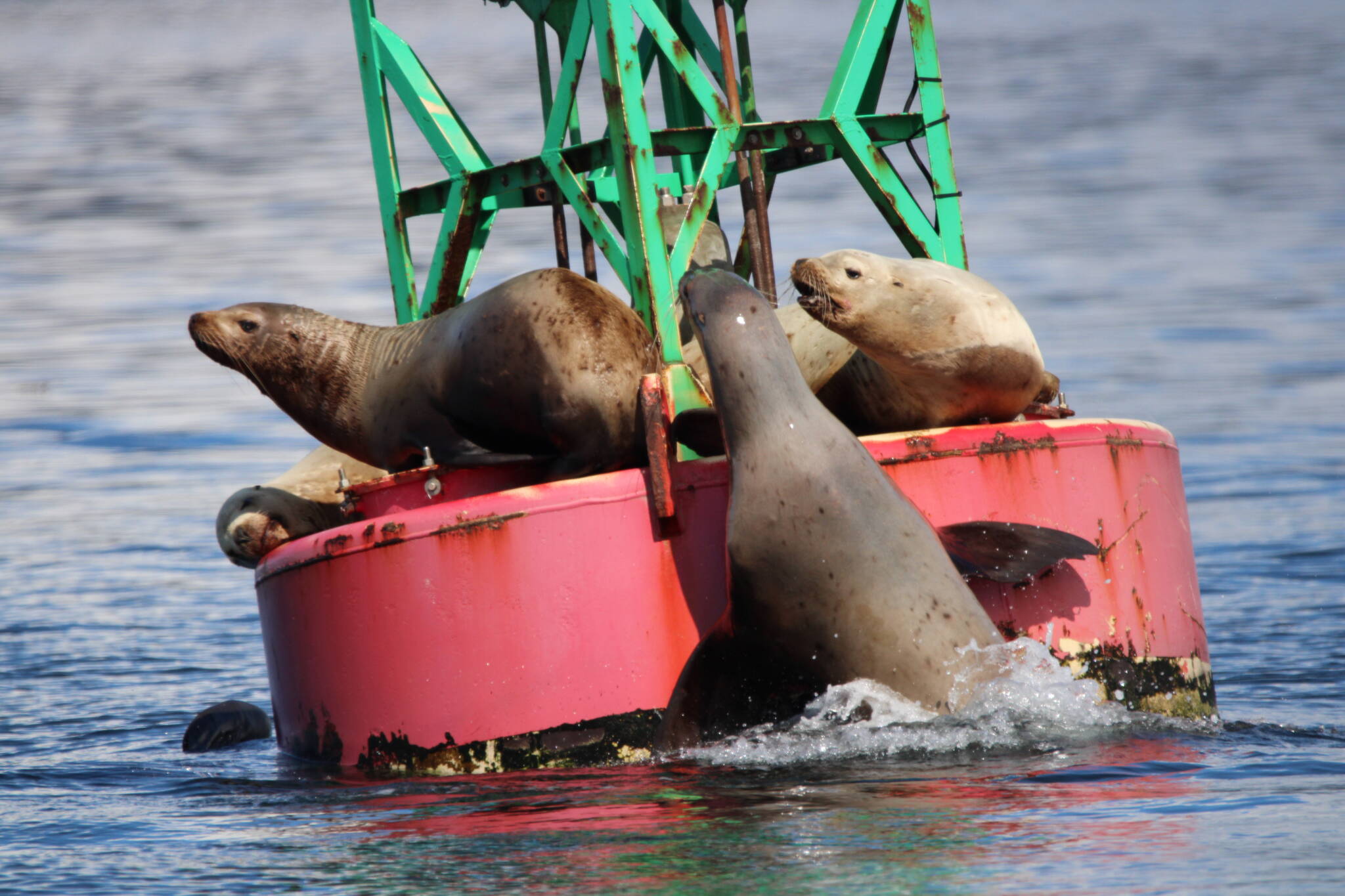 “They wouldn’t let the sea lion in the water onto the buoy,” writes Carolyn Kelley of this May 13 photo. “There were several attempts.” (Courtesy Photo / Carolyn Kelley)