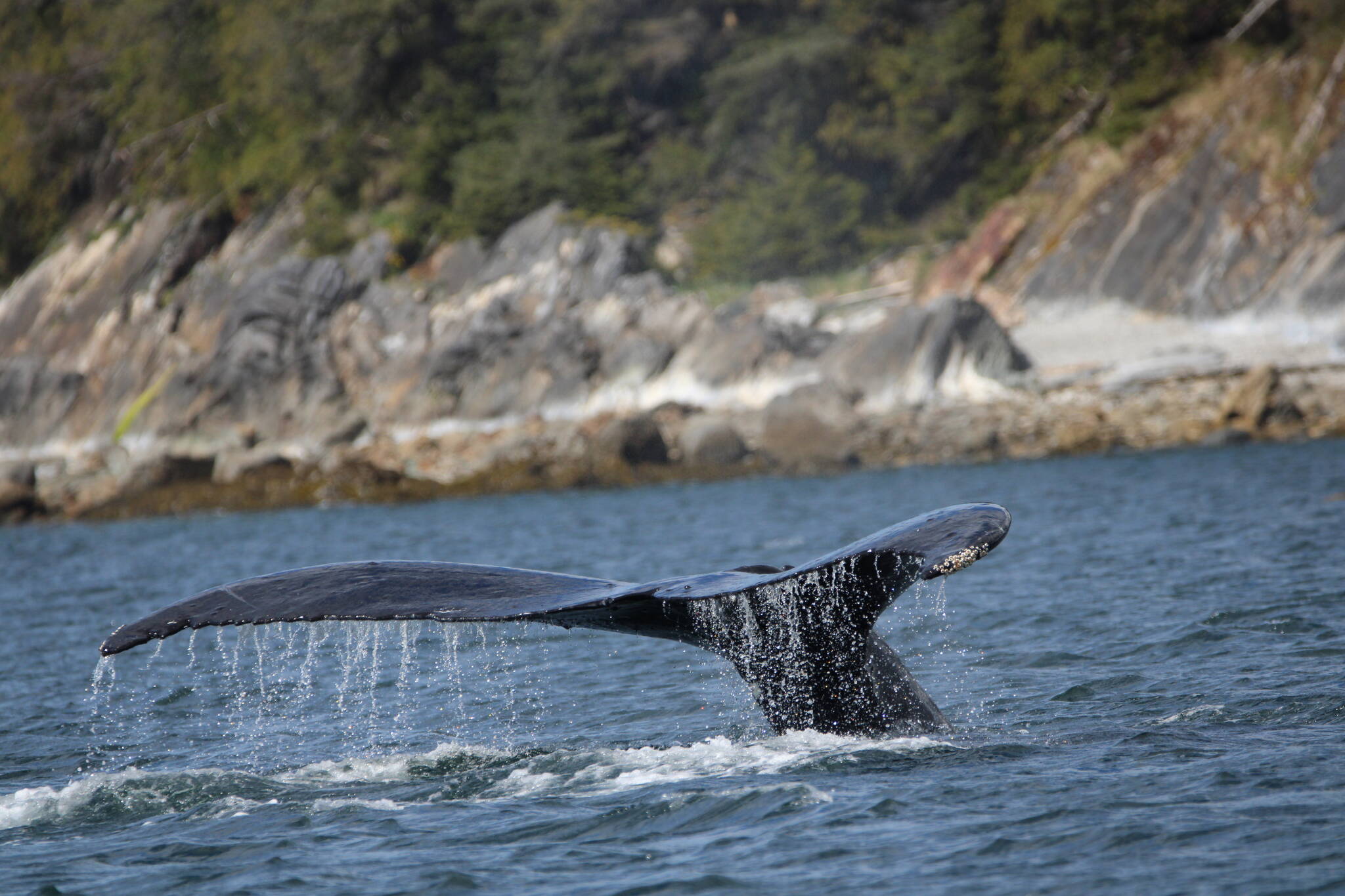 A whale’s tail breaks the surface of the water on May 13. (Courtesy Photo / Carolyn Kelley)