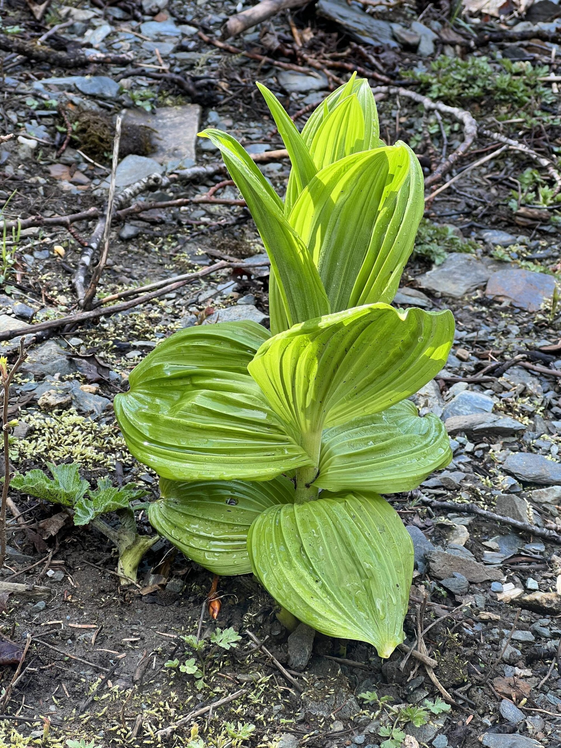 This photo shows false hellebore along the Perseverance Trail on May 8. (Courtesy Photo / Deana Barajas)