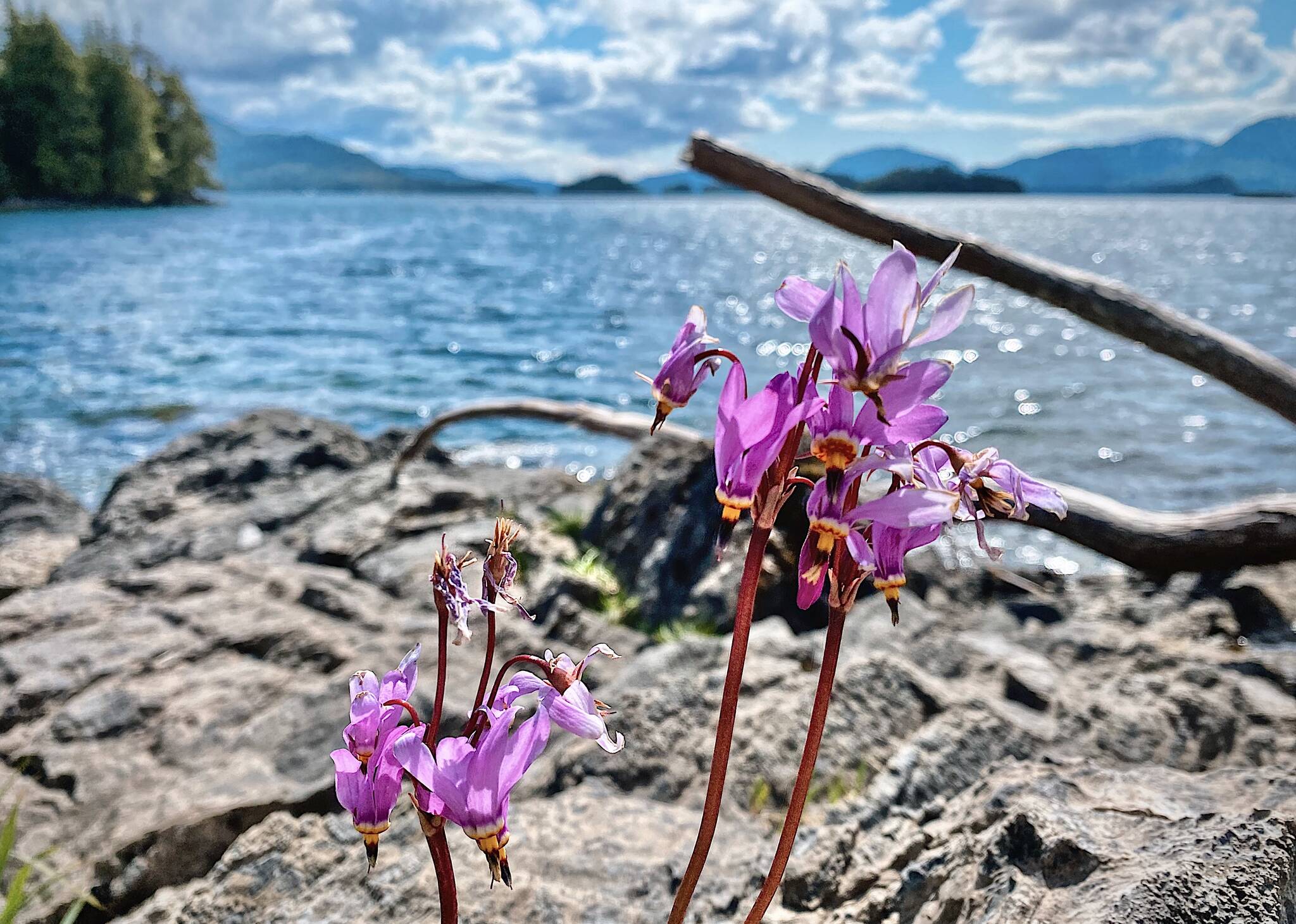 This May 13 photo shows a shooting star wildflower growing near the ocean in Craig. (Courtesy Photo / Marti Crutcher)
