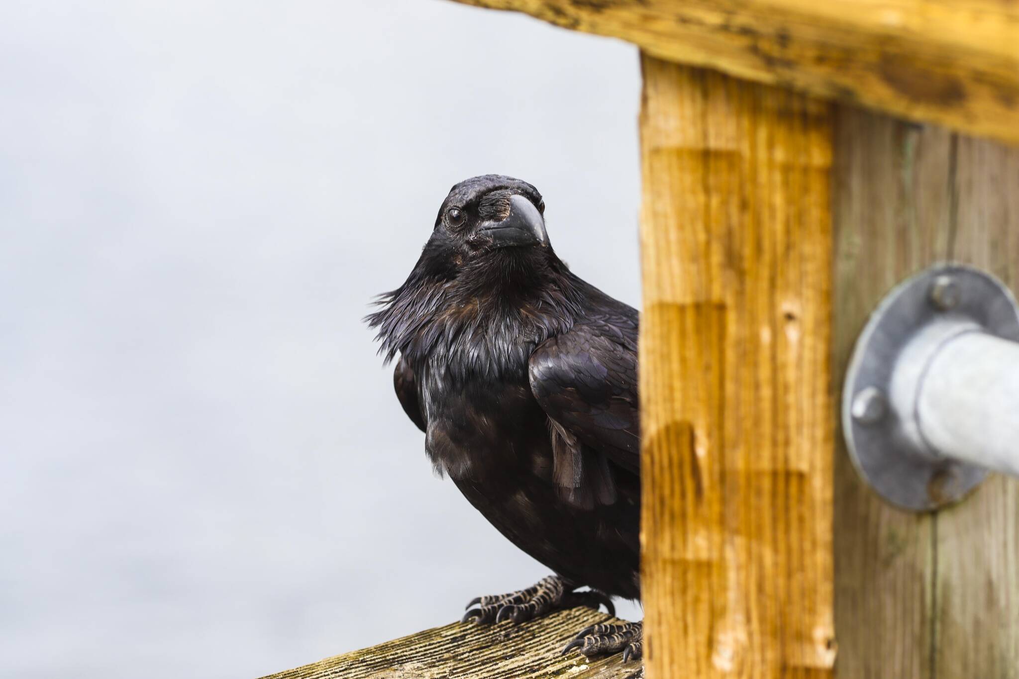 An inquisitive raven ponders the chance of free food during the 12th Annual Maritime Festival on May 7, 2022. (Michael S. Lockett / Juneau Empire)