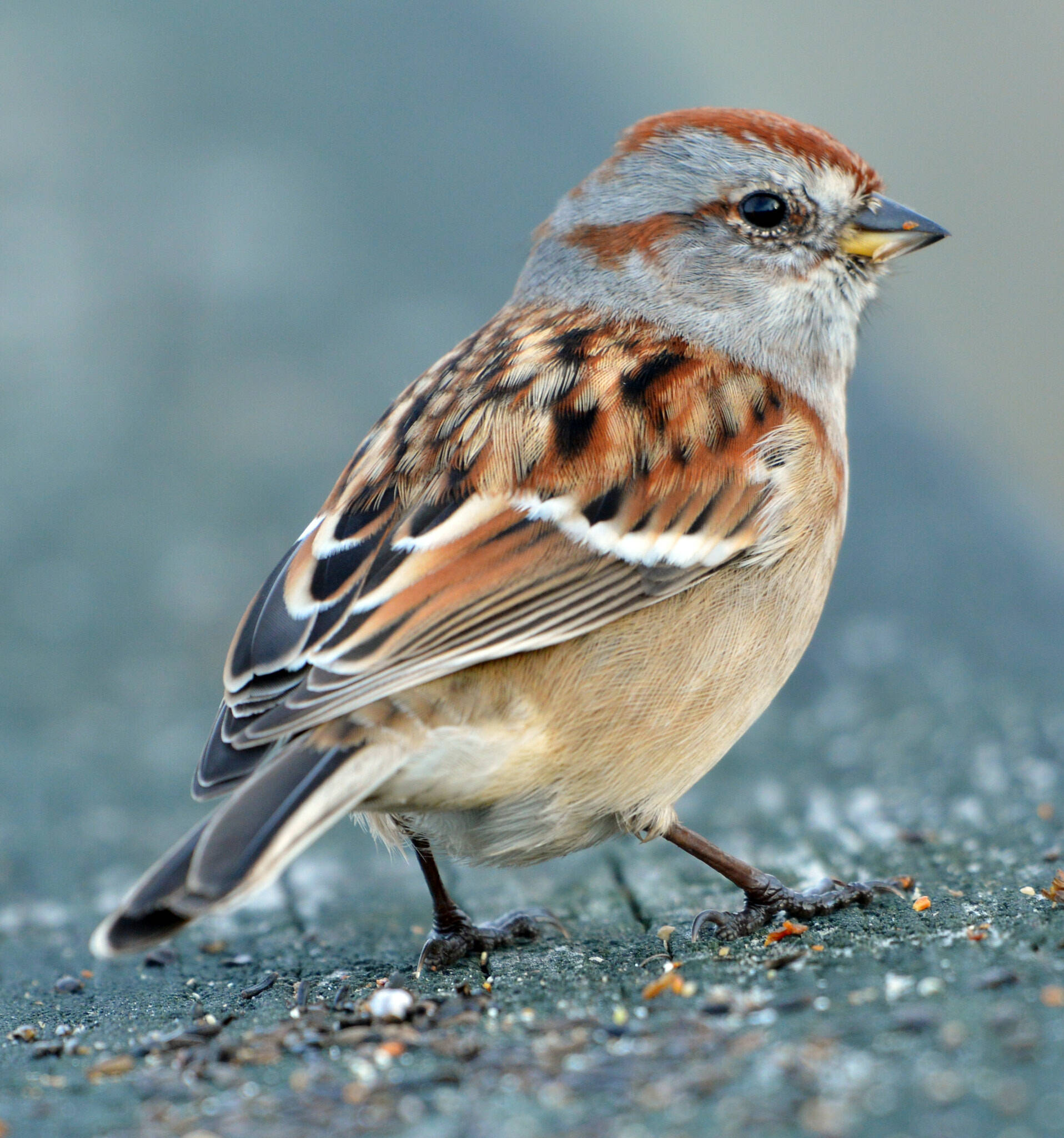 This photo available under a Creative Commons license shows an American tree sparrow. (Courtesy Photo / Jocelyn Anderson)
