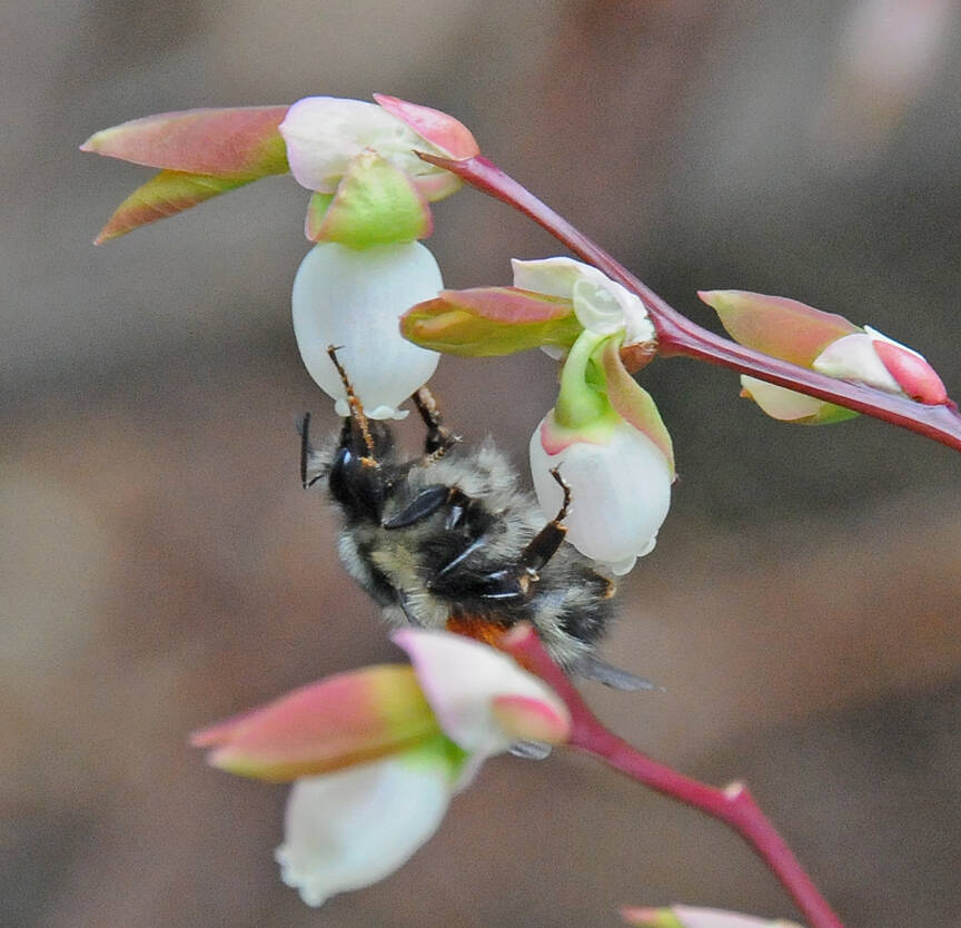A bumblebee visits the flowers of early blueberry. (Courtesy Photo / Bob Armstrong)