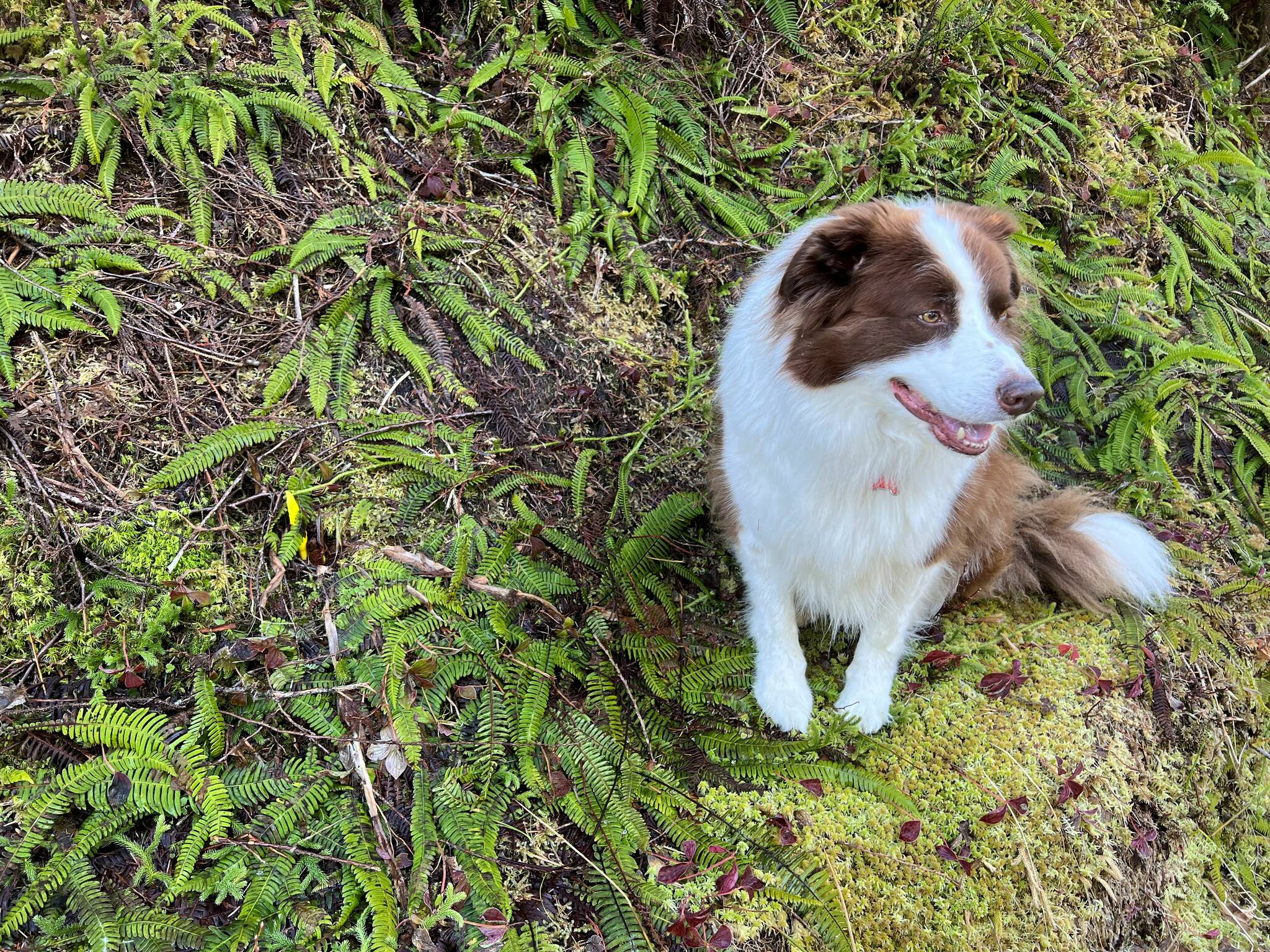Oscar inspects the skunk cabbage in the Tongass National Forest in Wrangell. (Vivian Faith Prescott / For the Capital City Weekly)