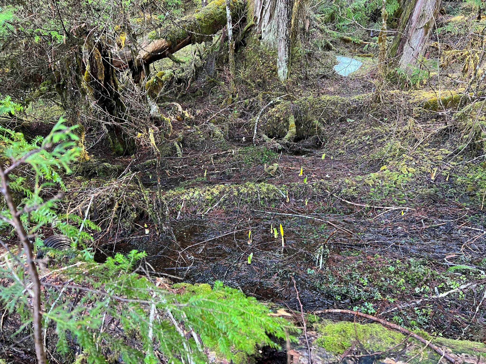 Skunk cabbage protrudes from mud. Tongass National Forest in Wrangell. (Vivian Faith Prescott / For the Capital City Weekly)