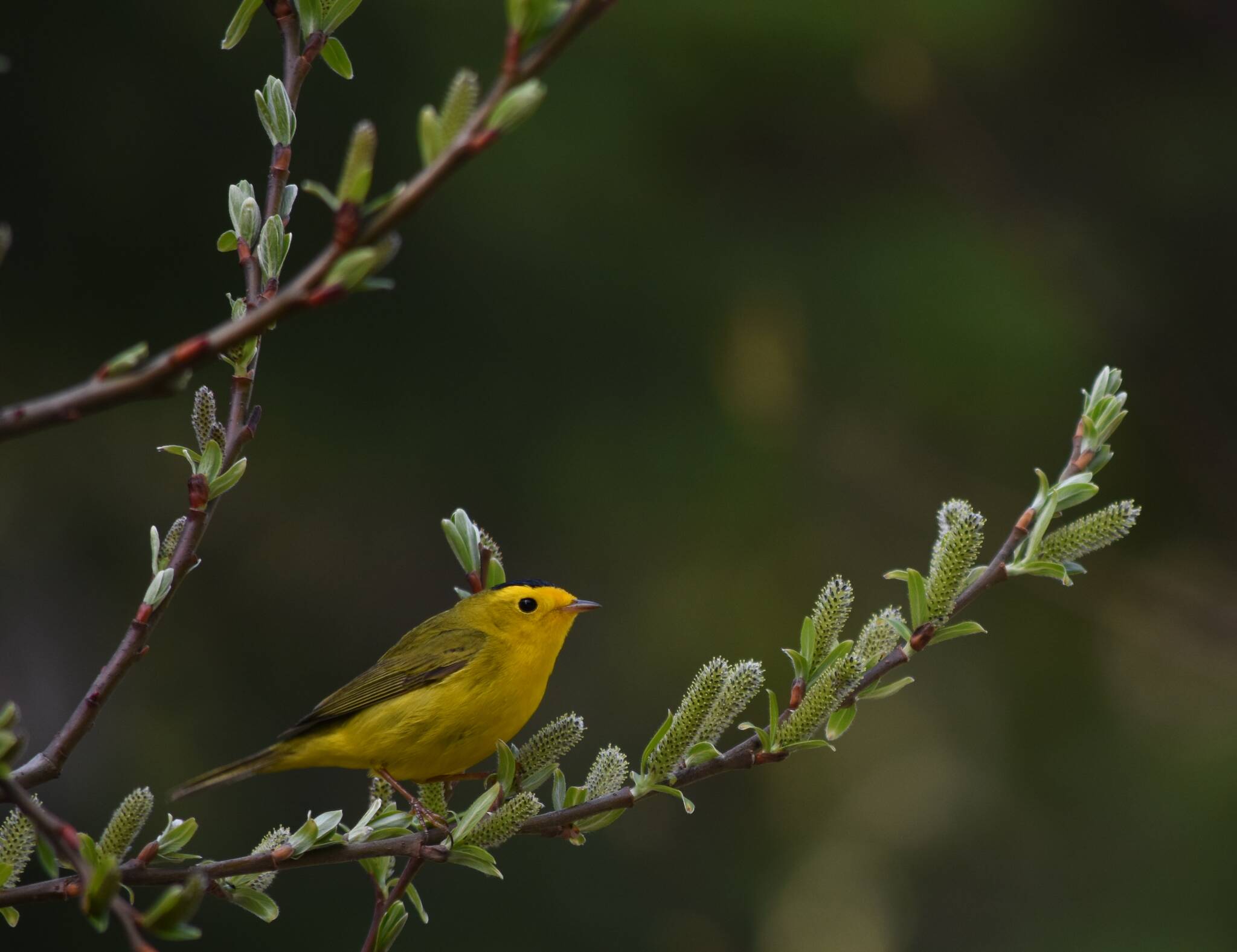 This photo shows a Wilsons warbler, which breeds in shrub habitat on the Tongass National Forest. (Courtesy Photo / Gwenn Baluss, U.S. Forest Service)
