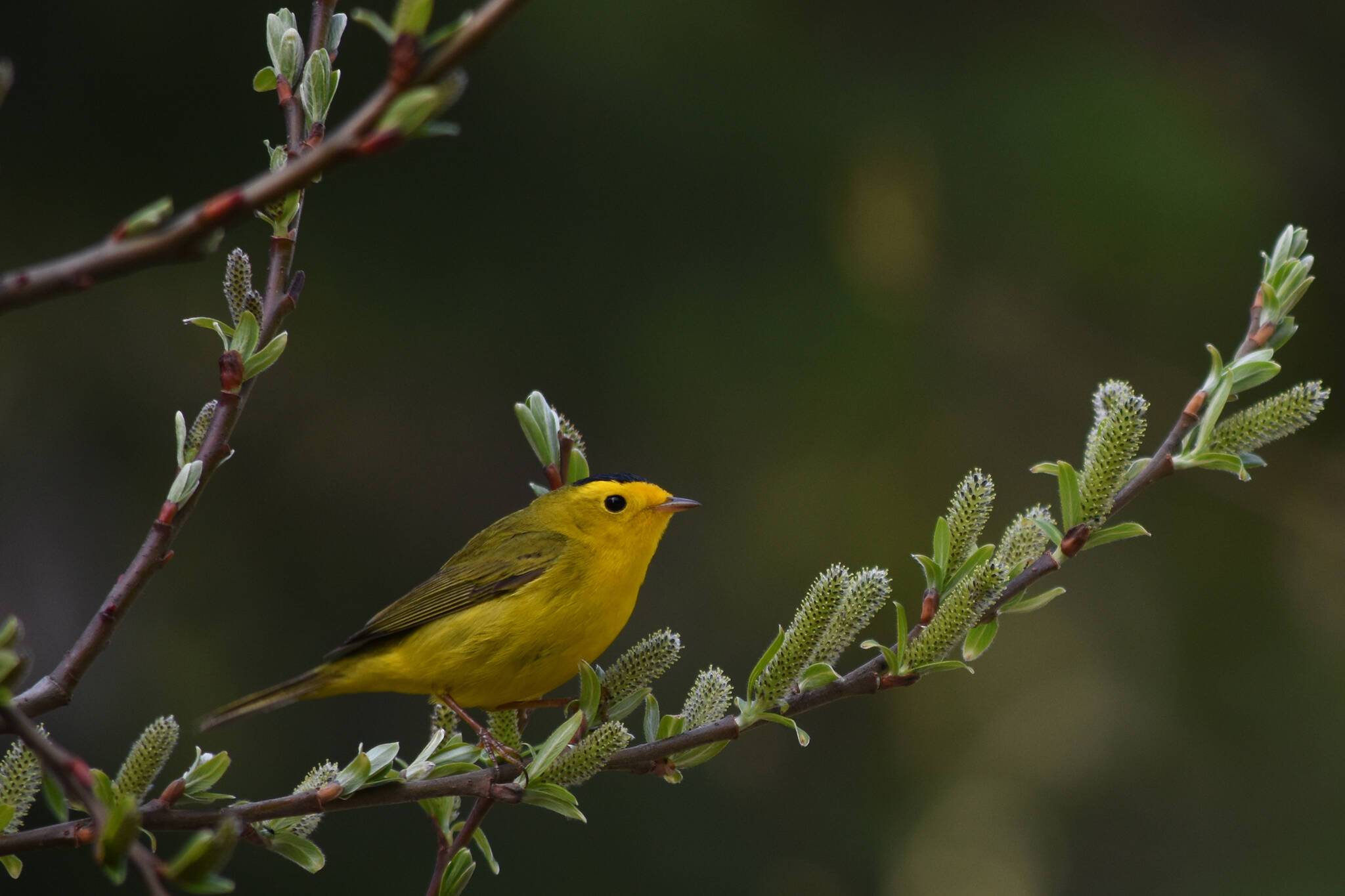 This photo shows a Wilson’s warbler, which breeds in shrub habitat on the Tongass National Forest. (Courtesy Photo / Gwenn Baluss, U.S. Forest Service)