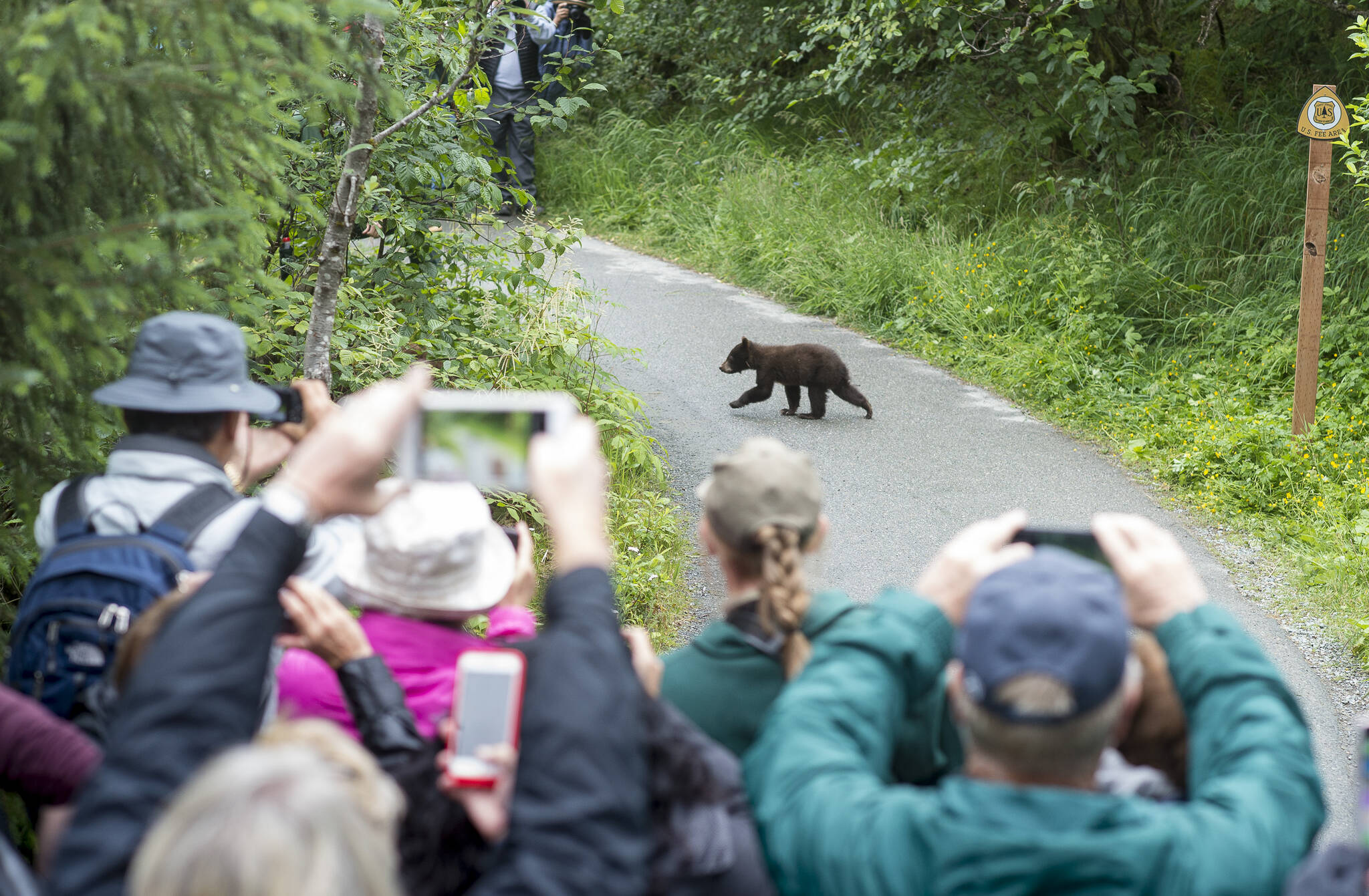 Tourists watch as one of two cubs belonging to an 18-year-old sow black bear crosses the path between groups of tourists visiting the Mendenhall Glacier Visitor Center on Wednesday, July 18, 2018. (Michael Penn / Juneau Empire File)