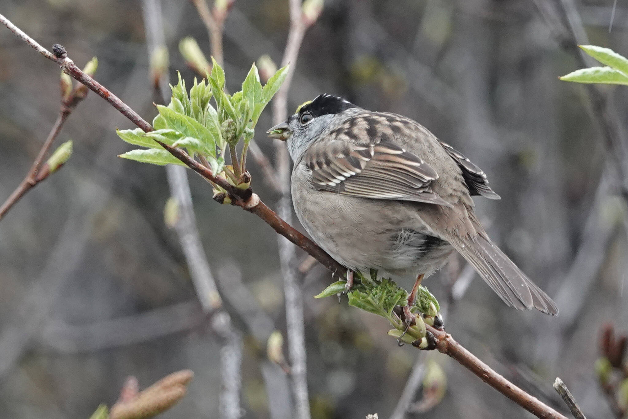 A golden-crowned sparrow nibbled on elderberry flower buds. (Courtesy Photo / Bob Armstrong)