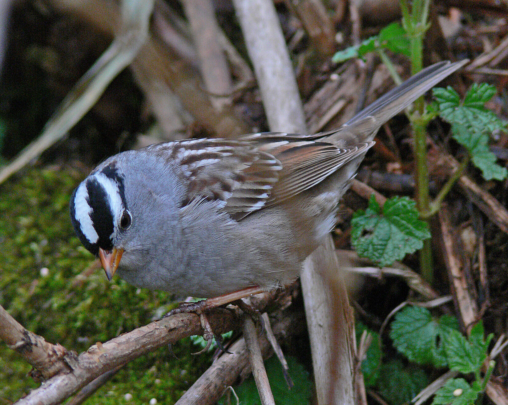 White-crowned sparrows were flocking with golden-crowns along the beach route. (Courtesy Photo / Bob Armstrong)