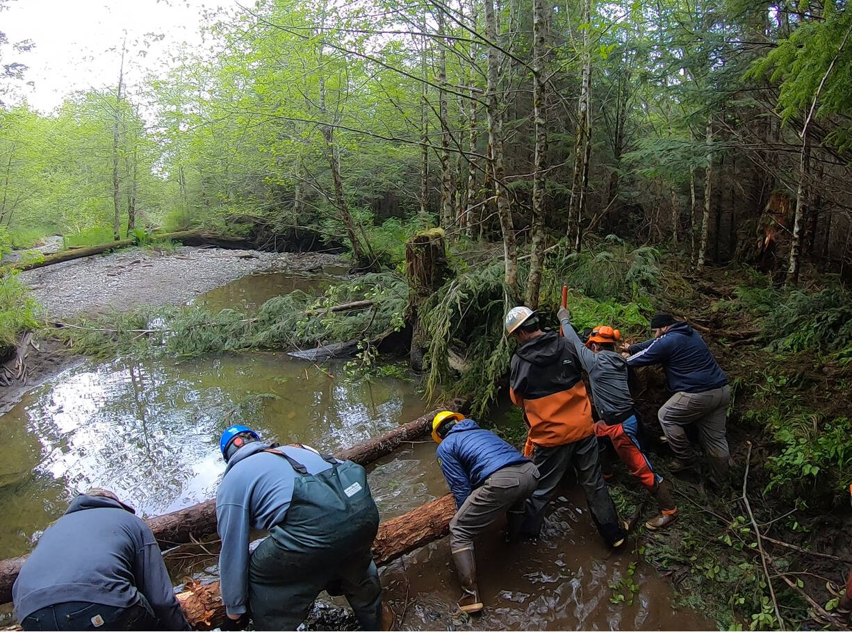 Restoring trees to creeks can help recreate natural conditions. “Normally, trees die and fall in the stream. That’s what creates the diverse and complex habitat fish need for their different life stages. That complex structure of large wood in a stream creates complex habitat — creates what you need for the success of the fish,” says Rob Cadmus, Southeast Alaska Watershed Coalition executive director.(Courtesy Photo / Southeast Alaska Watershed Coalition)