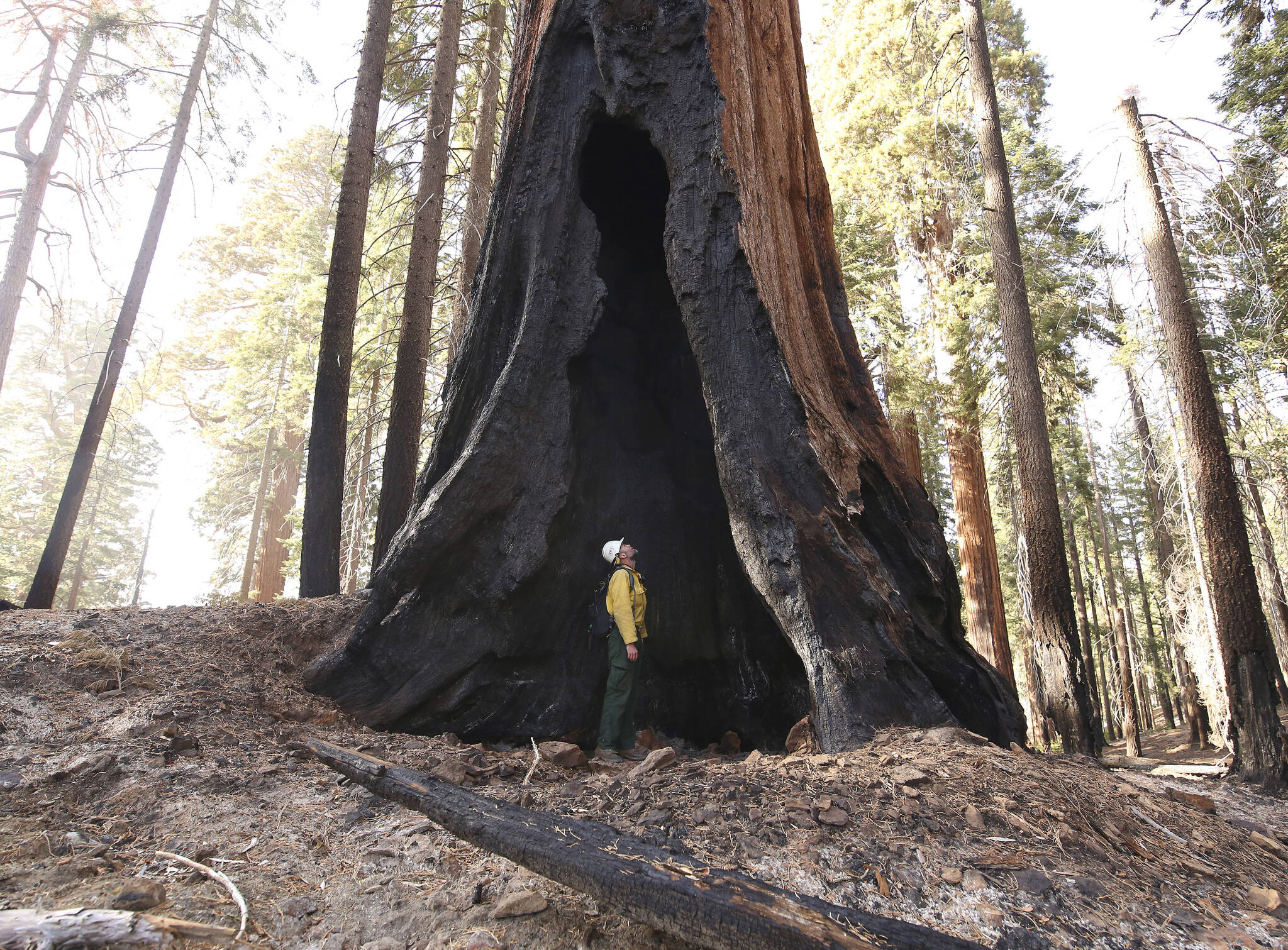 Assistant Fire Manager Leif Mathiesen, of the Sequoia & Kings Canyon Nation Park Fire Service, looks for an opening in the burned-out sequoias from the Redwood Mountain Grove which was devastated by the KNP Complex fires earlier in the year in the Kings Canyon National Park, Calif., on Nov. 19, 2021. Thousands of sequoias have been killed by wildfires in recent years. (AP Photo / Gary Kazanjian)