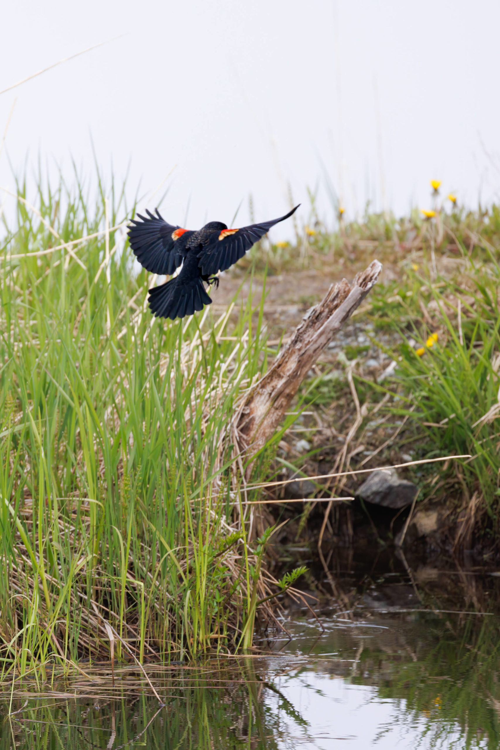 A red-winged blackbird comes in for a landing on a snag at the edge of the pond. (Courtesy Photo / Gina Vose)