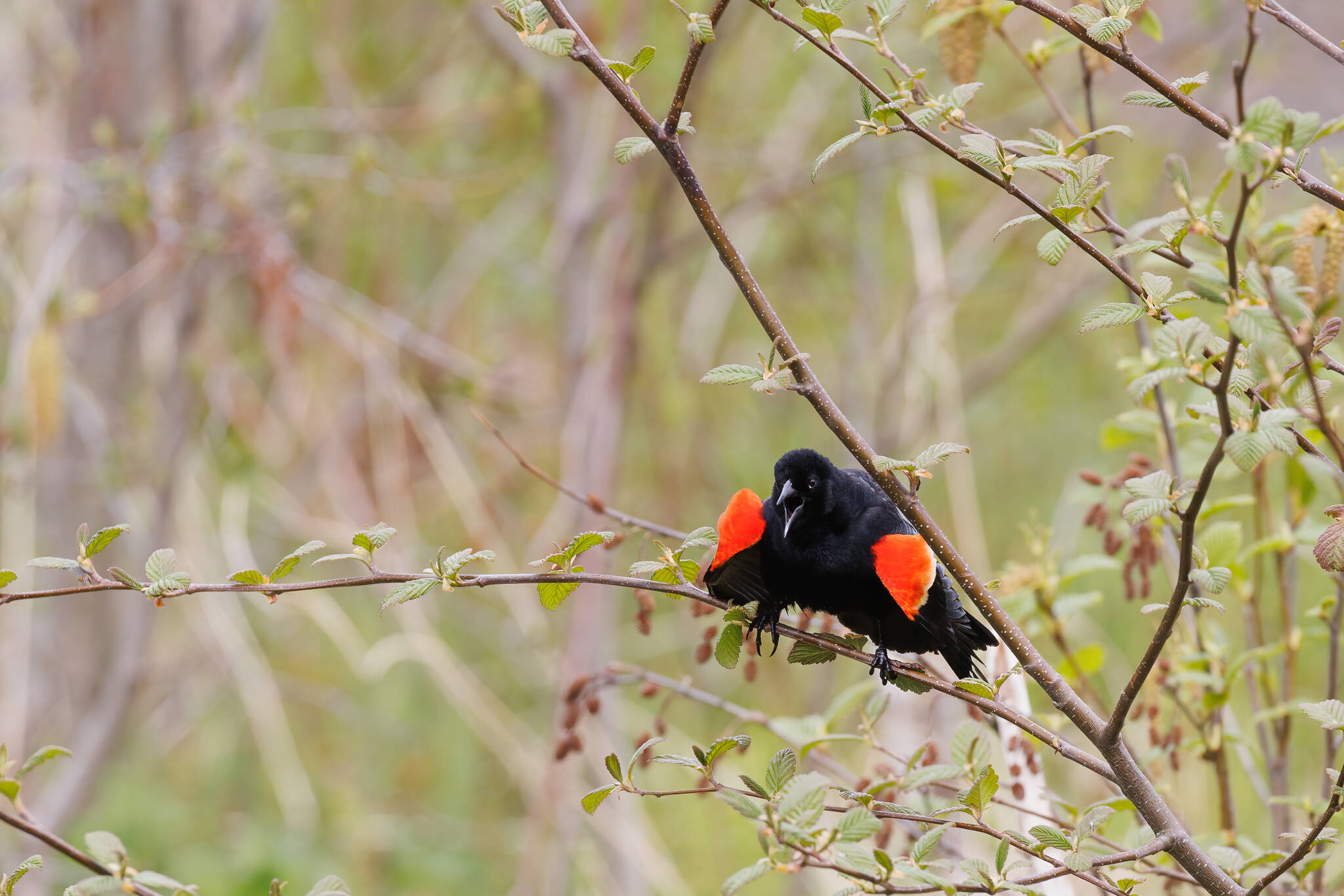 A male red-winged blackbird displays his showy red patches and calls to a rival male. (Courtesy Photo / Gina Vose)