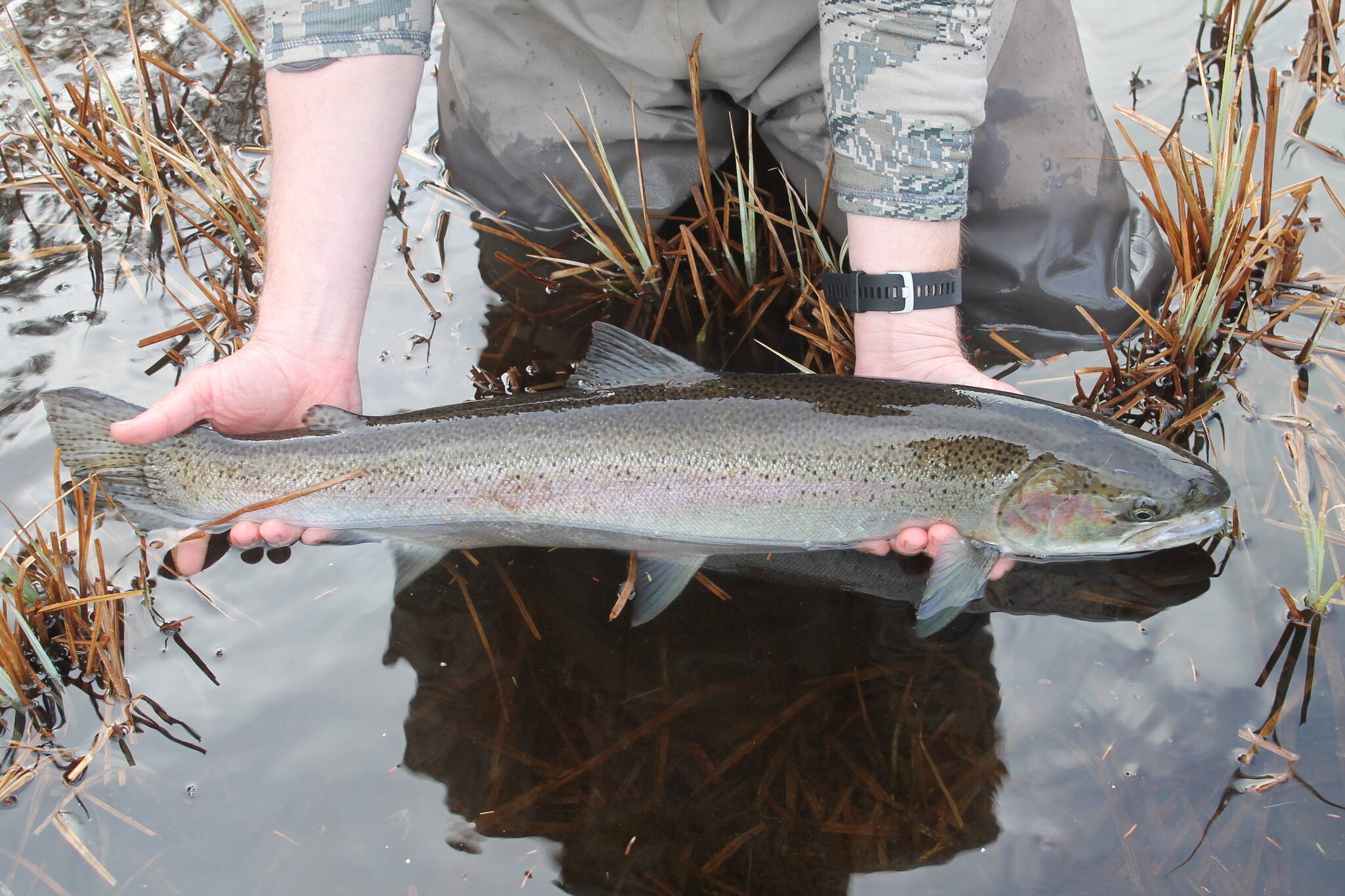 The author’s appreciation for steelhead has turned into something like reverence considering what’s happening to populations in the Lower 48 and Canada. (Jeff Lund / For the Juneau Empire)