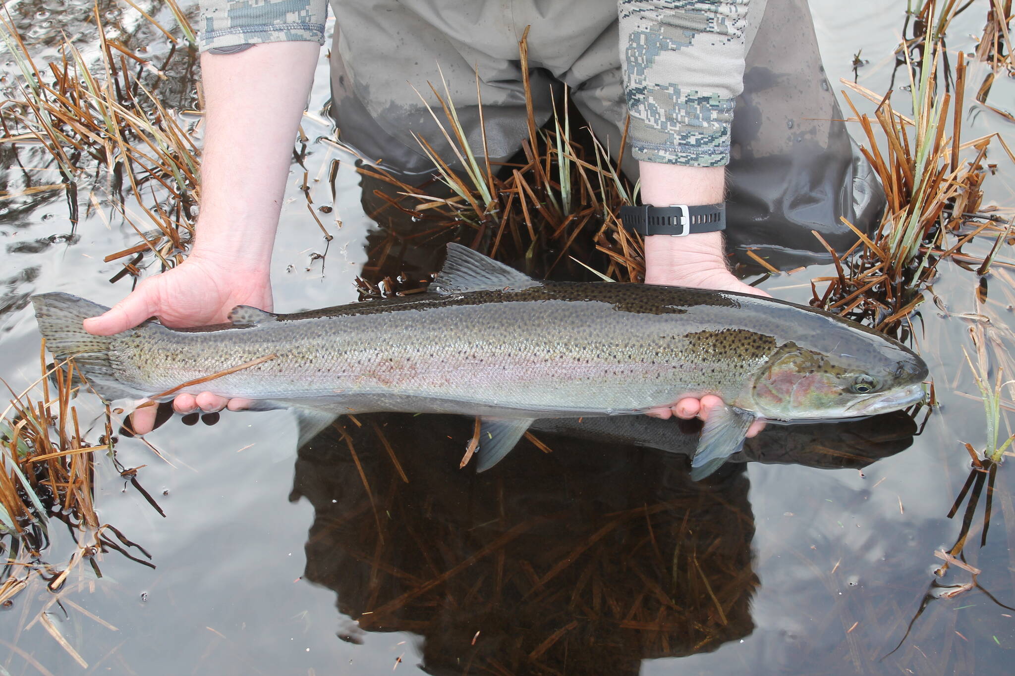 The authors appreciation for steelhead has turned into something like reverence considering whats happening to populations in the Lower 48 and Canada. (Jeff Lund / For the Juneau Empire)
