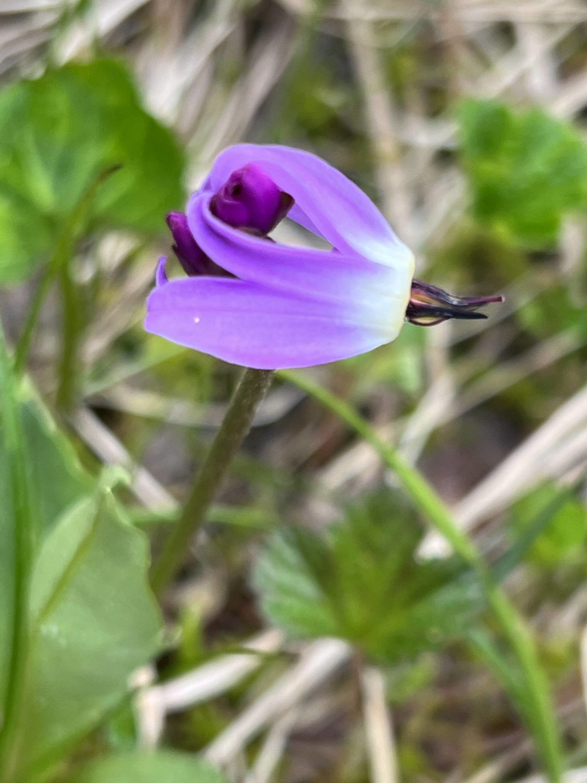 This photo shows shooting star along the Treadwell Ditch Trail. (Courtesy Photo / Deana Barajas)