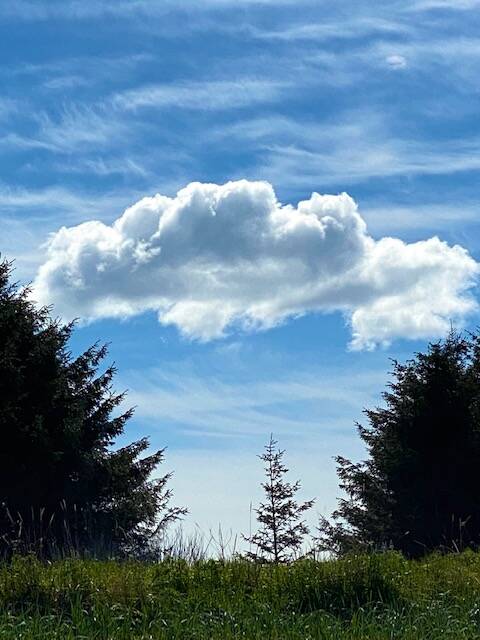 A cumulus cloud seems to connect two stands of Sitka spruce near the Boy Scout Beach. (Courtesy Photo / Denise Carroll)
