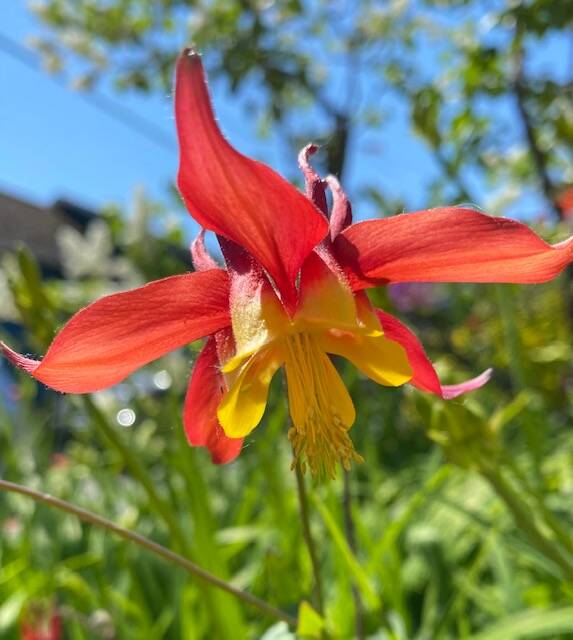 A columbine blooms in a downtown garden in early June. (Courtesy Photo / Denise Carroll)