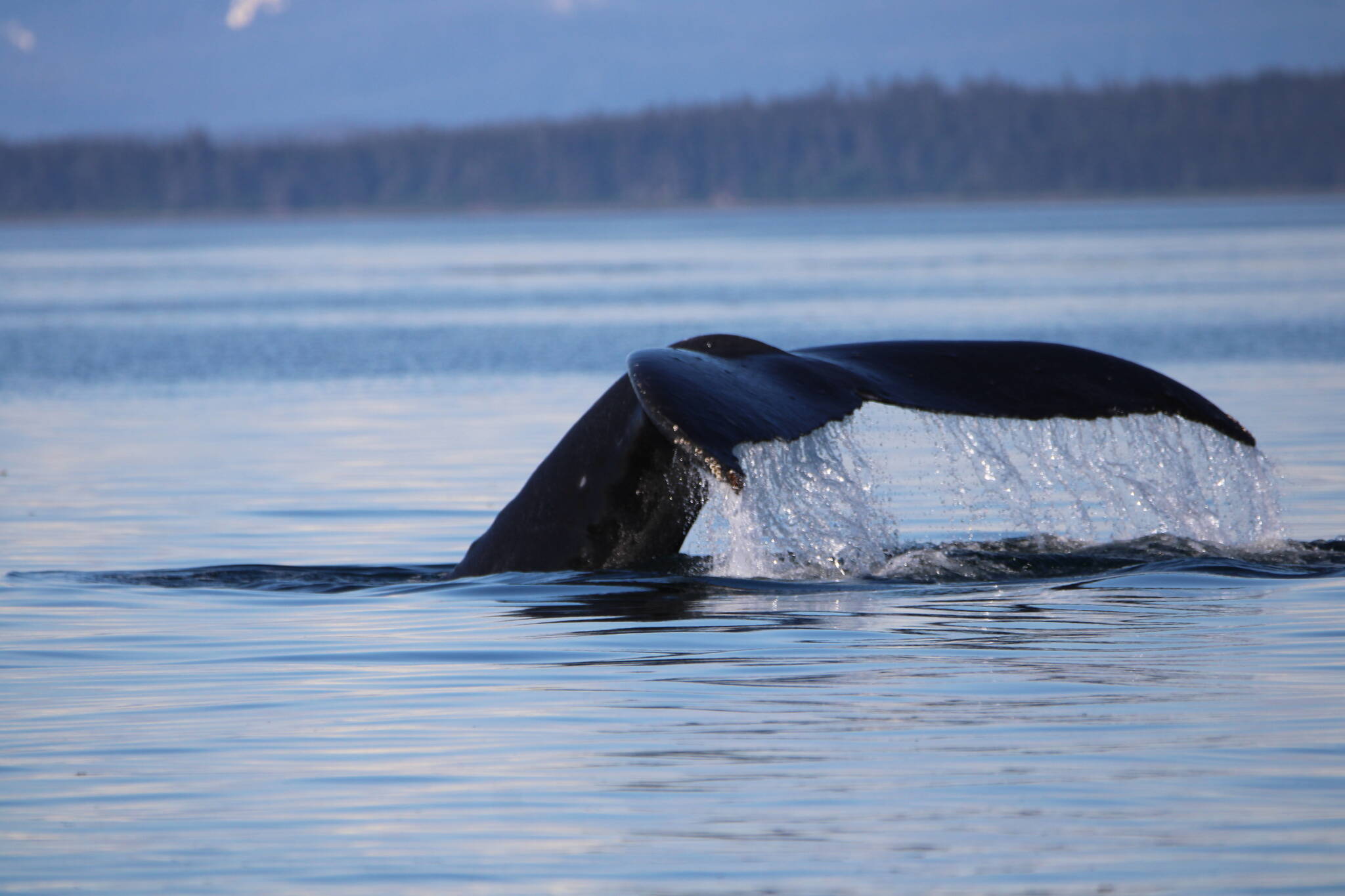 This photo shows a whale fluke on June 4 around Sawnson Harbor. (Courtesy Photo / Carolyn Kelley)