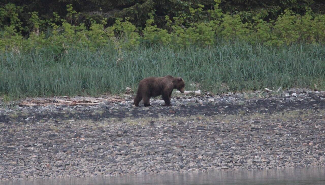A bear walks along the shore at Spasski. (Courtesy Photo / Carolyn Kelley)