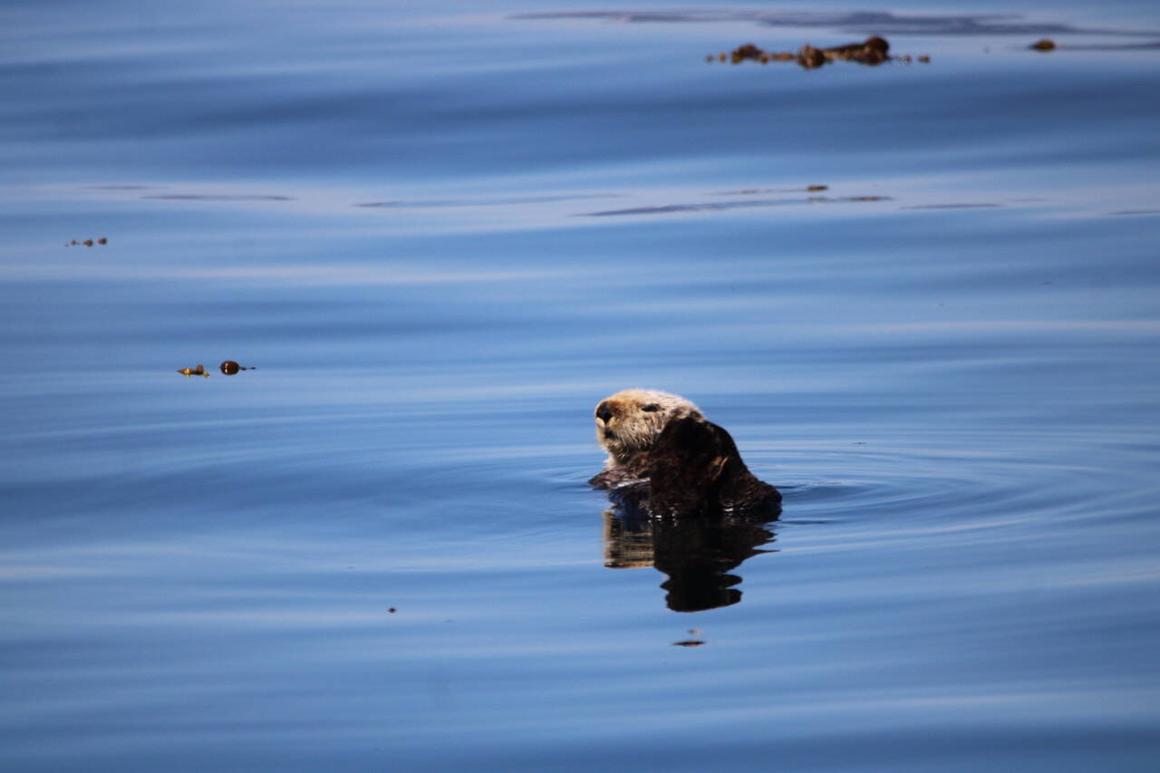 A sea otter lifts its head out of the waters between Spasski and Swanson harbors. (Courtesy Photo / Carolyn Kelley)