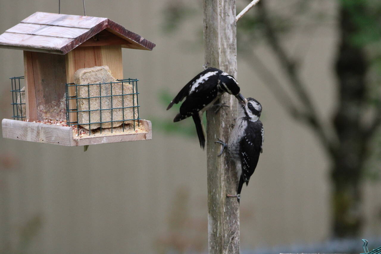 A mother hairy woodpecker feeds her young one June 21 in the Mendenhall Valley. (Courtesy Photo / Carolyn Kelley)