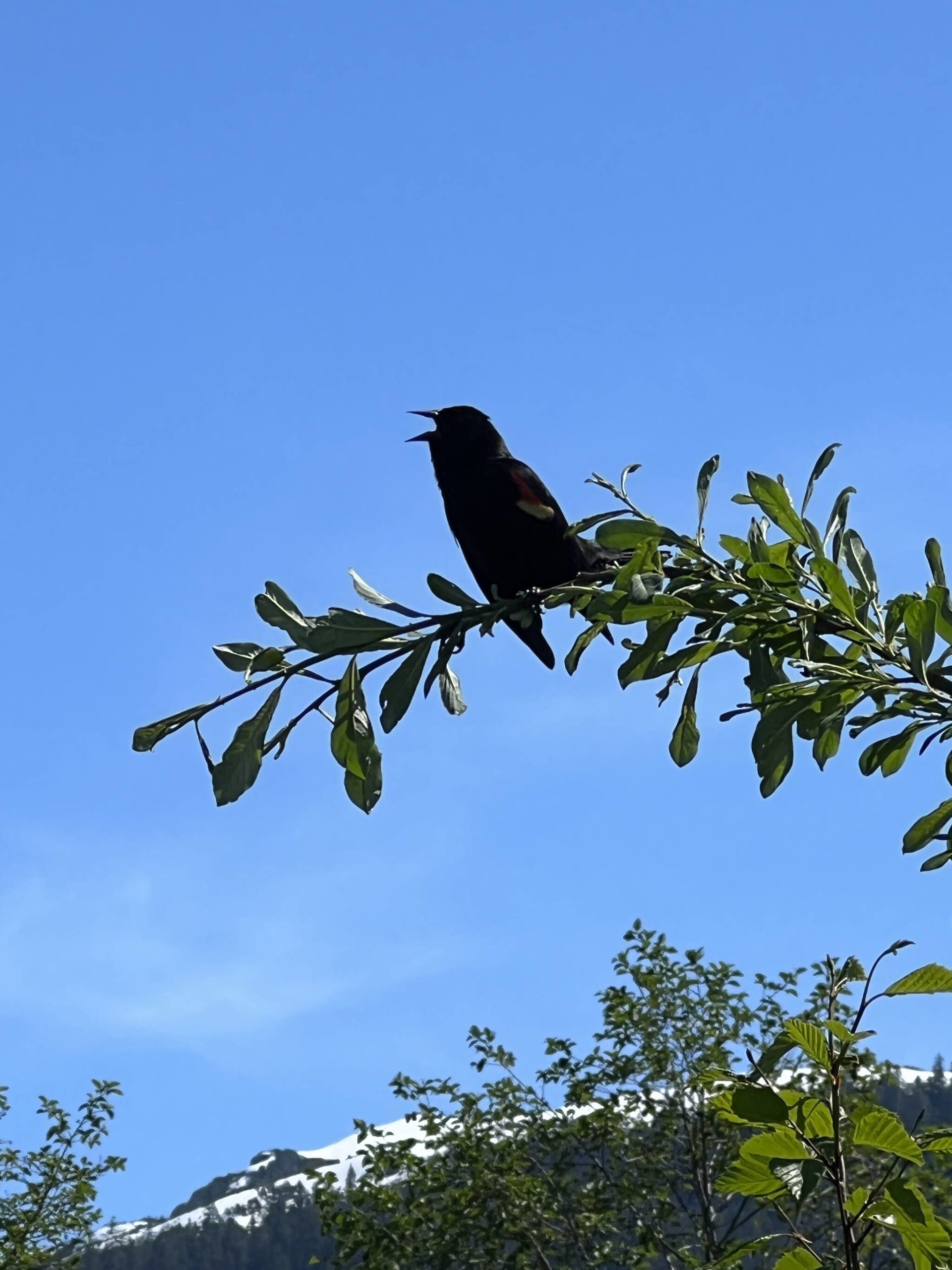 A red-winged blackbird sings near Kingfisher Pond.