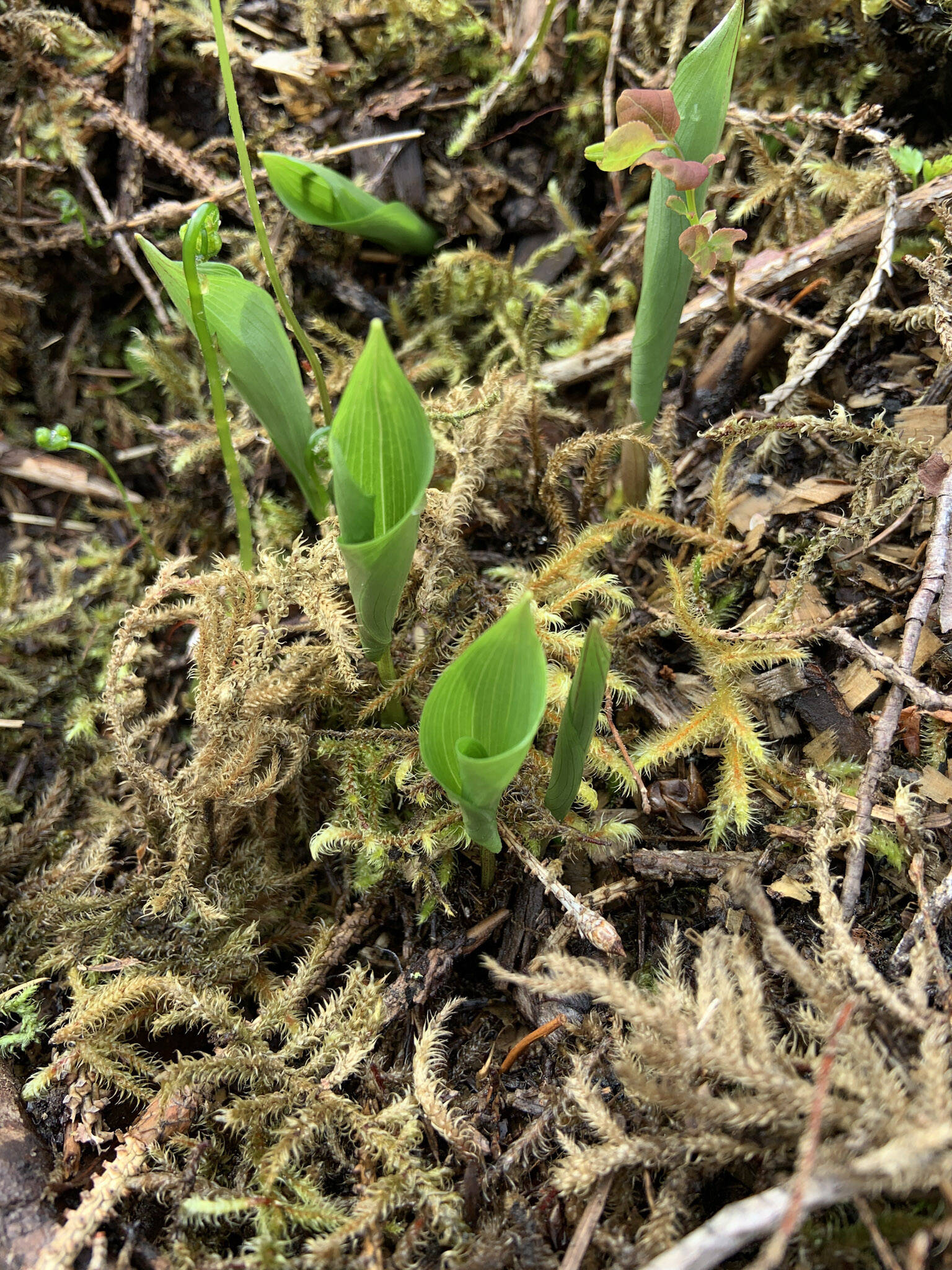 This photo shows deer heart new growth. Deer heart is a single leaf plant about 4 inches in diameter growing on a single stem. The plant emerges from the soil rolled up and as it grows, the leaf unrolls to a heart shape. (Courtesy Photo / Mary Goddard)