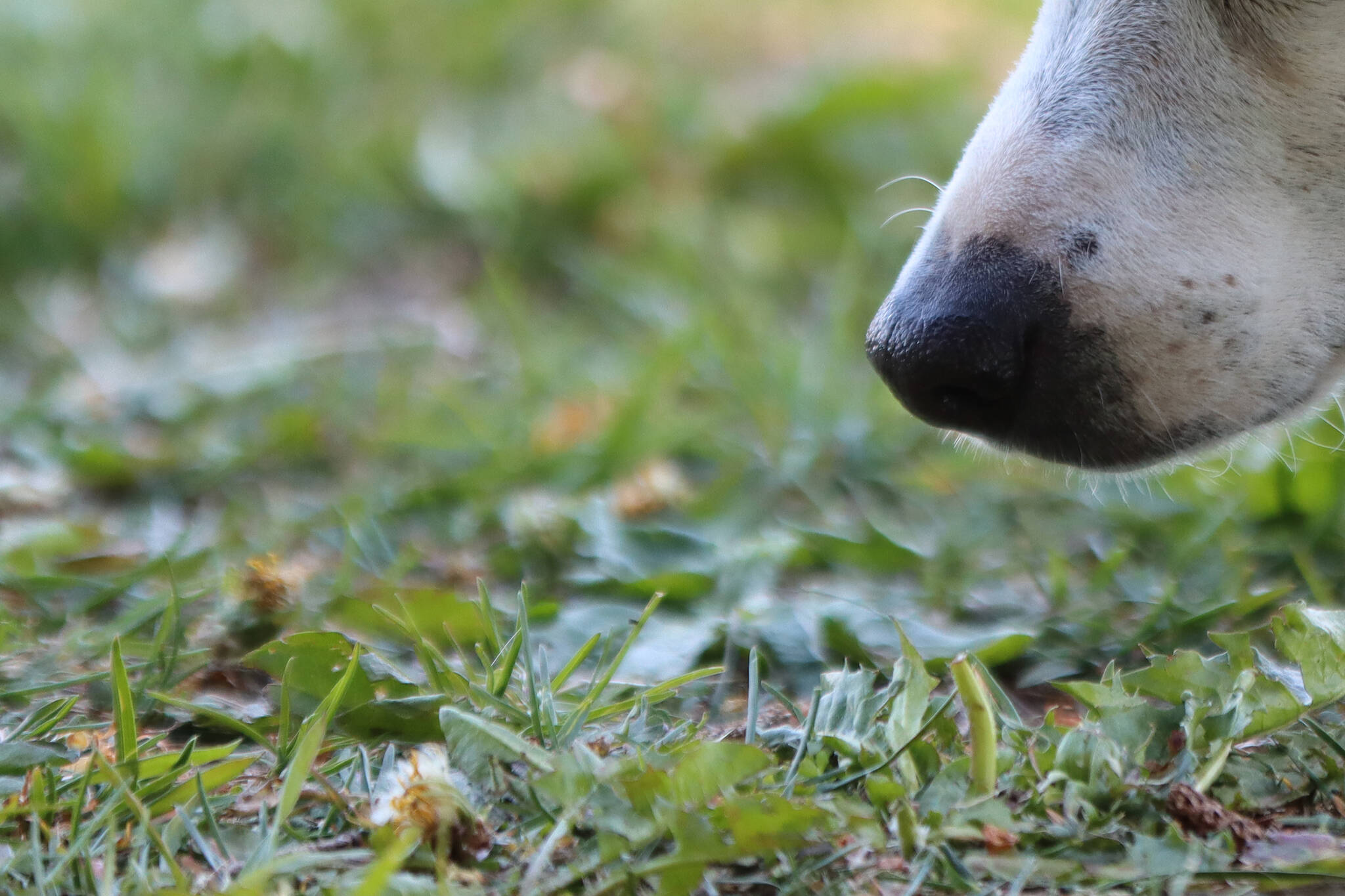 A terrier mix sniffs at the ground in Juneau on a recent sunny day. A dog’s nose is an instrument humans have not been able to duplicate. (Ben Hohenstatt / Juneau Empire)