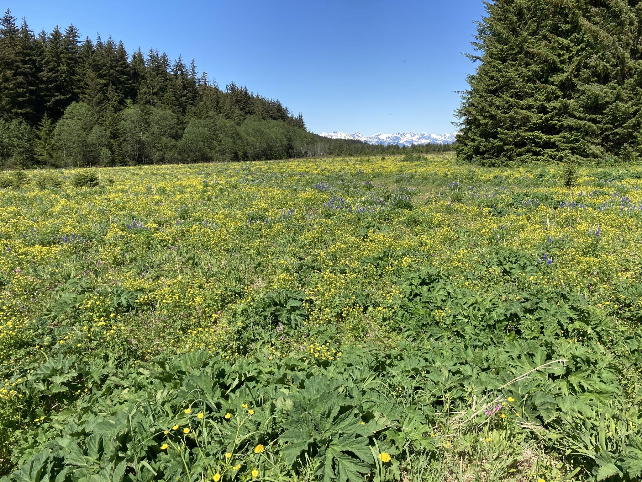 Mary F. Willson / For the Juneau Empire 
This photo shows Cowee Meadows at the end of May presented a flower show featuring buttercups and the taller lupines; shooting stars bloomed below the yellow canopy.