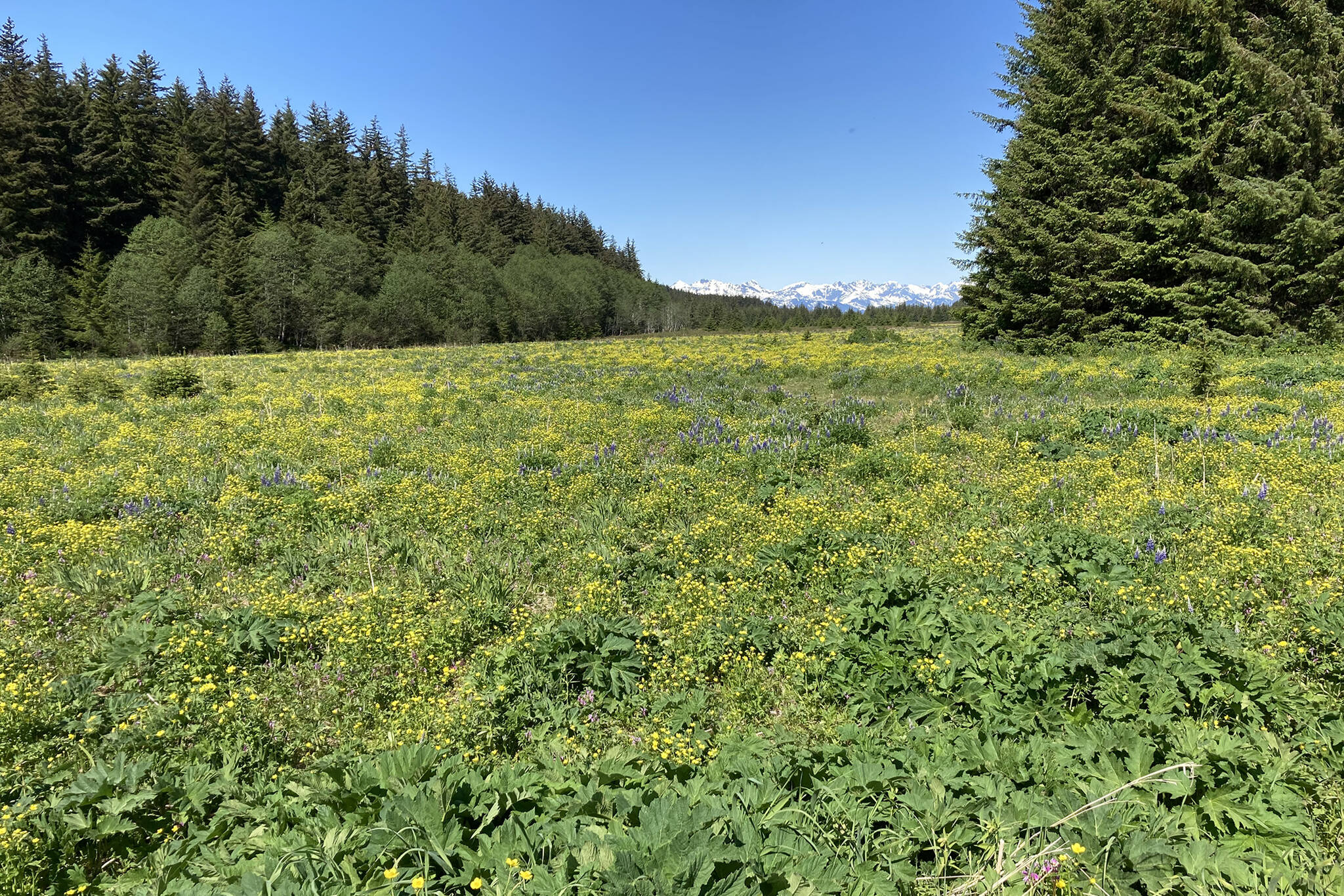 This photo shows Cowee Meadows at the end of May presented a flower show featuring buttercups and the taller lupines; shooting stars bloomed below the yellow canopy. (Mary F. Willson / For the Juneau Empire)