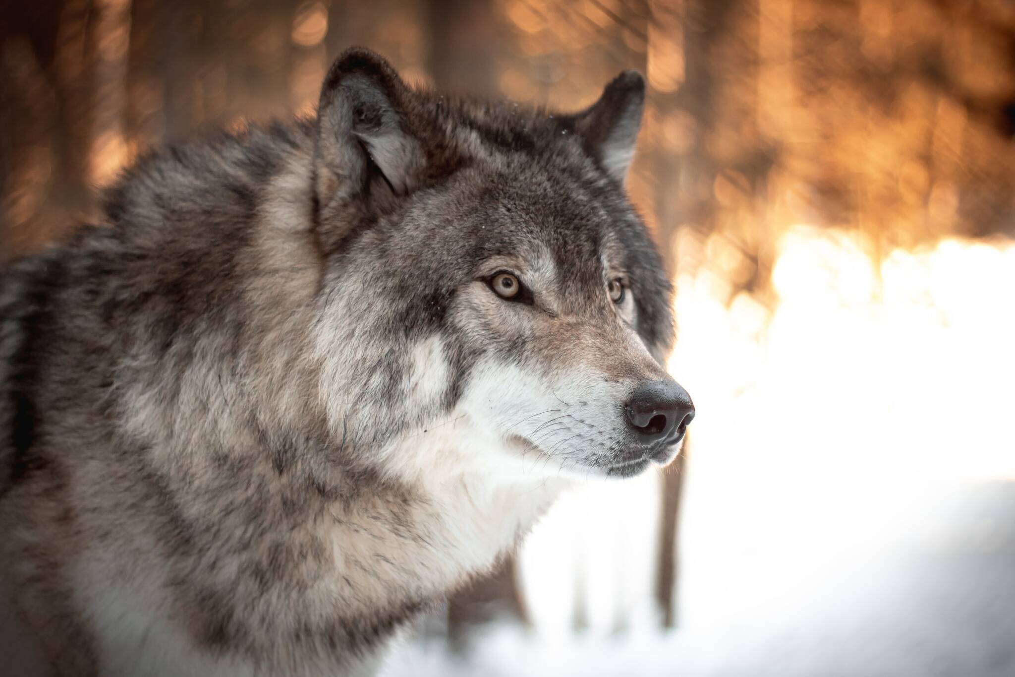 There have been reports of wolves, like the one shown in this public domain image, near the Mendenhall River Community School in early June, but the Alaska Department of Fish and Game hasn’t received any reports of wolves being a nuisance, said a state biologist. (Milo Weiler / Unsplash)