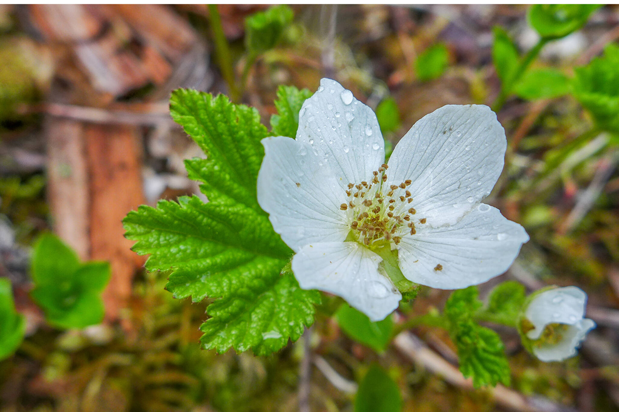 A male cloudberry flower resembles a female flower but has no visible ovaries. (Courtesy Photo / Kerry Howard)