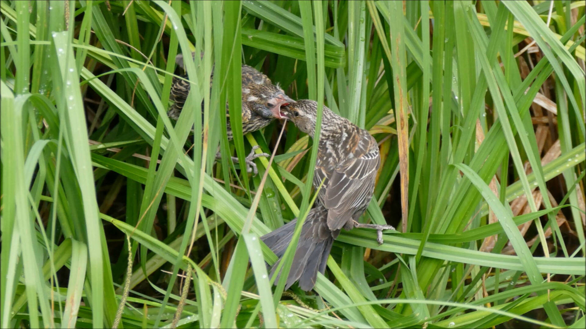 A female red-winged blackbird feeds a nestling (Courtesy Photo / Bob Armstrong)