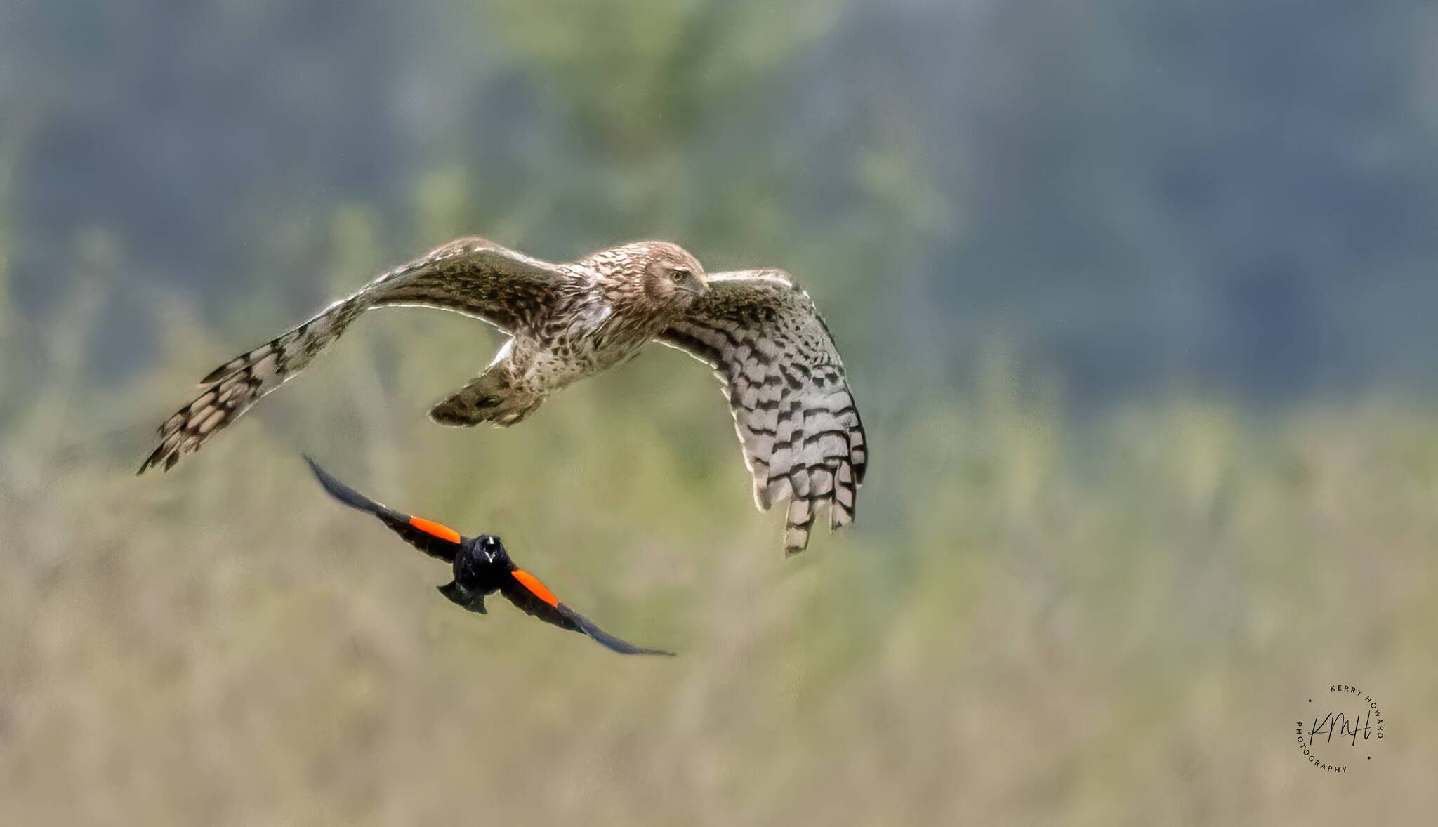 A male red-winged blackbird chases a northern harrier (Courtesy Photo / Kerry Howard)
