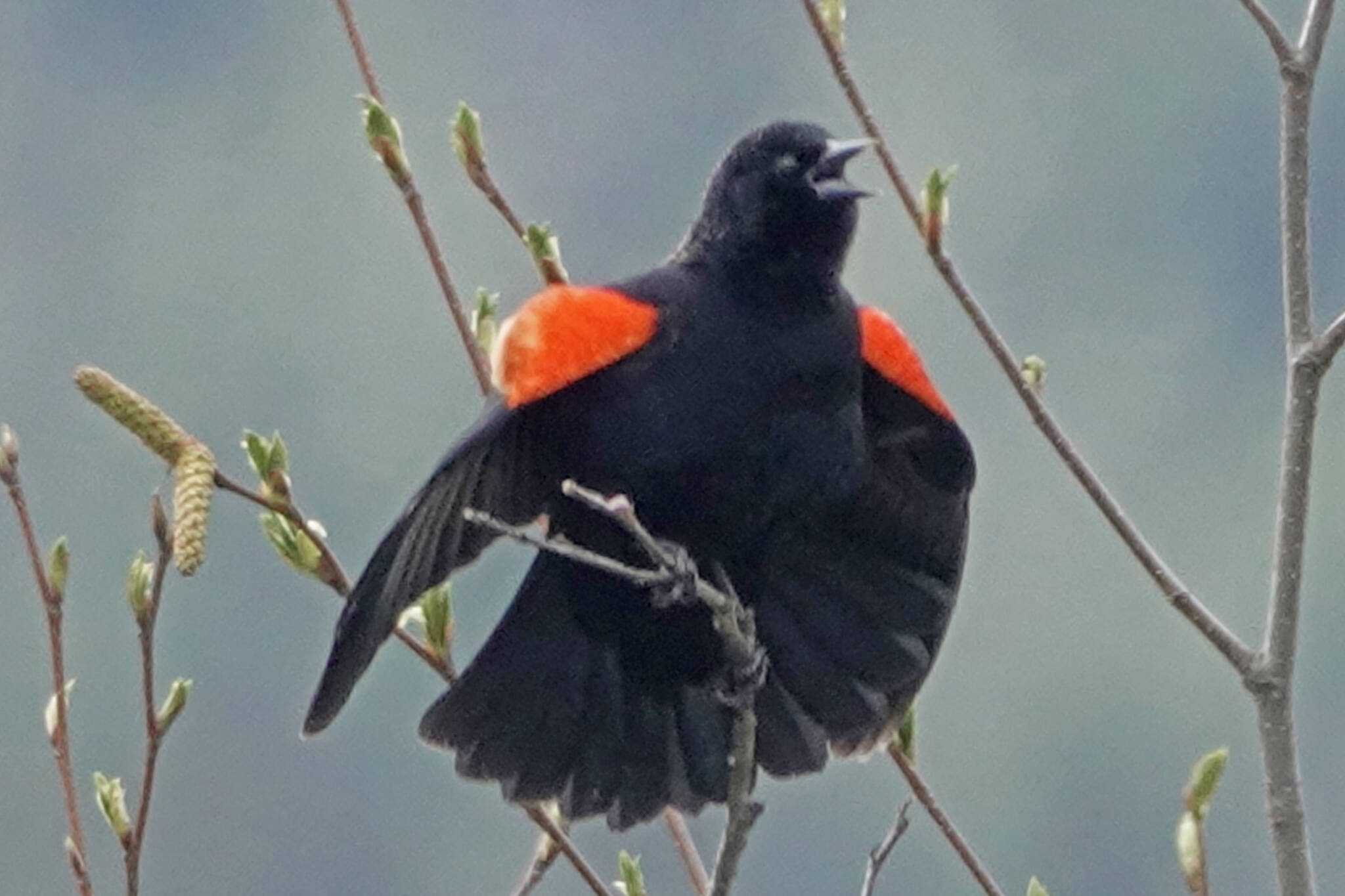 A male red-winged blackbird displays his red epaulets (Courtesy Photo / Bob Armstrong)